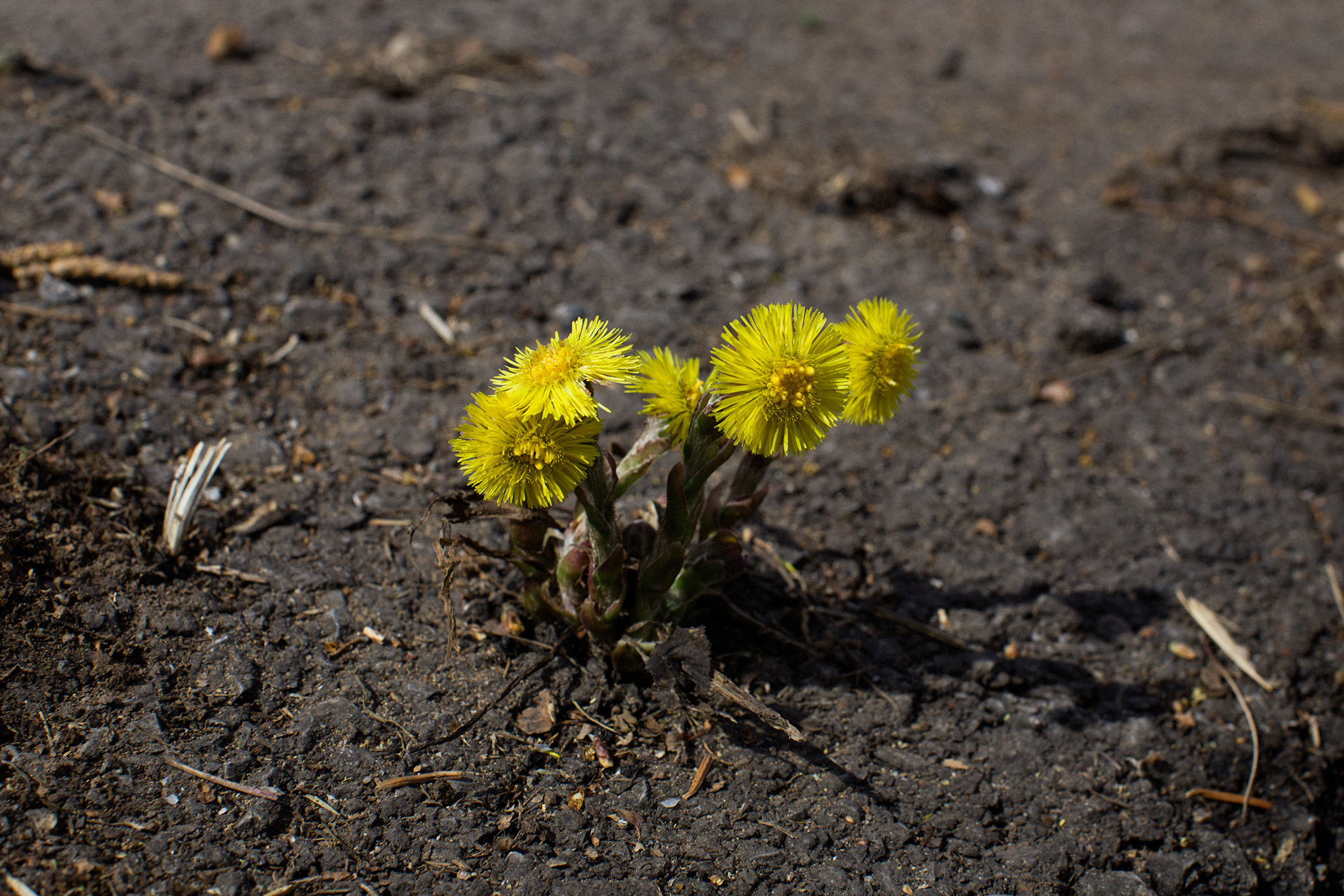 «Консервированной крови у нас не было. И каждый кроме врачей хирургов был донором. Неоднократно кровь сдавала и я, но так как я была ростом мала и худа, у меня крови брали 200-250 г. Бывало лежишь на столе, пока кровь берут в банку “Боброва” с жидкостью - цитрат (не дает крови сворачиваться) и тут же ее переливают раненому, лежащему на соседнем столе. Я в это время пока ему переливают лежала на столе. Перелили. Встаю, раненого на носилки перекладываем, и вдвоем его в палату несем. 	Однажды дала я кровь раненому, отнесли в палату его. Бегу по коридору, навстречу начальник госпиталя. Остановил меня и спросил: - « На кухню ходила, покушала?». Ответила:-«Нет.» - «Сейчас же на кухню, я проверю!»