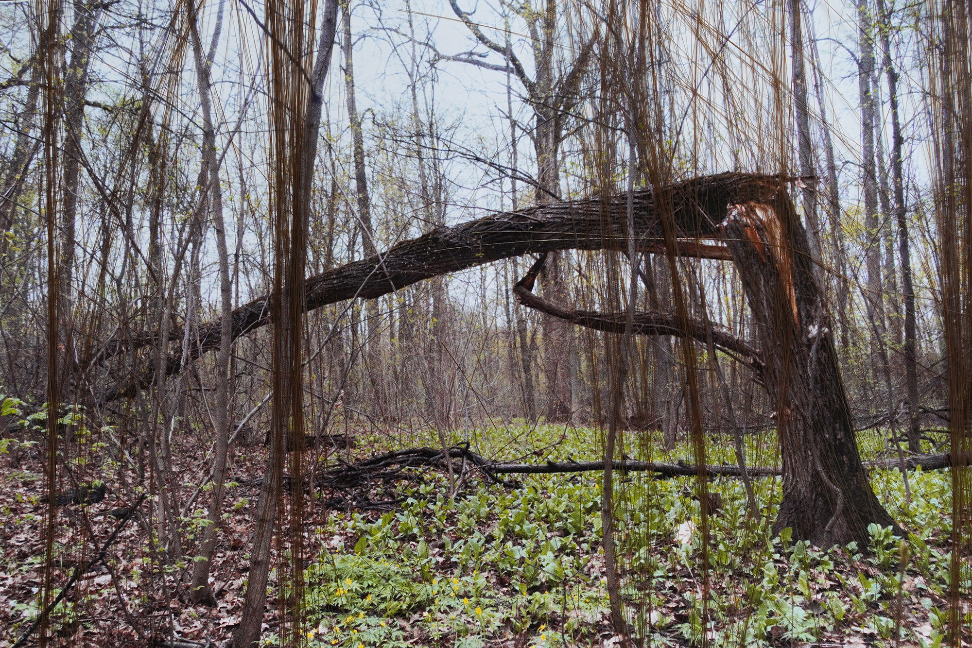«Когда он жил один мама его навещала. Ходила пешком, с мешком за плечами. И вот в июле месяце 1932 года в очередной раз она пошла его навещать и не вернулась.Прошла неделя, девять дней. Так как она в городе долго не задерживалась, дедушка встревожился. Посылает брата Тимофея узнать в чем дело?.. От Красного Яра до Уфы километров двадцать пять и 15-летний брат прошёл это расстояние пешком. Выехав за город, едут по той же дороге, по которой ходила мама на деревню Суровку.  ... Папа своим носом уловил трупный запах. Нашли ... Это была мама. Кто ее убил? В сердце пулю забил? Да ещё колючей проволокой к кусту прикрутил? За что? При ней был 1 рубль и каравай хлеба. В справке было написано: «удавление петлёй», а о выстреле (не написано) ни слова.» 