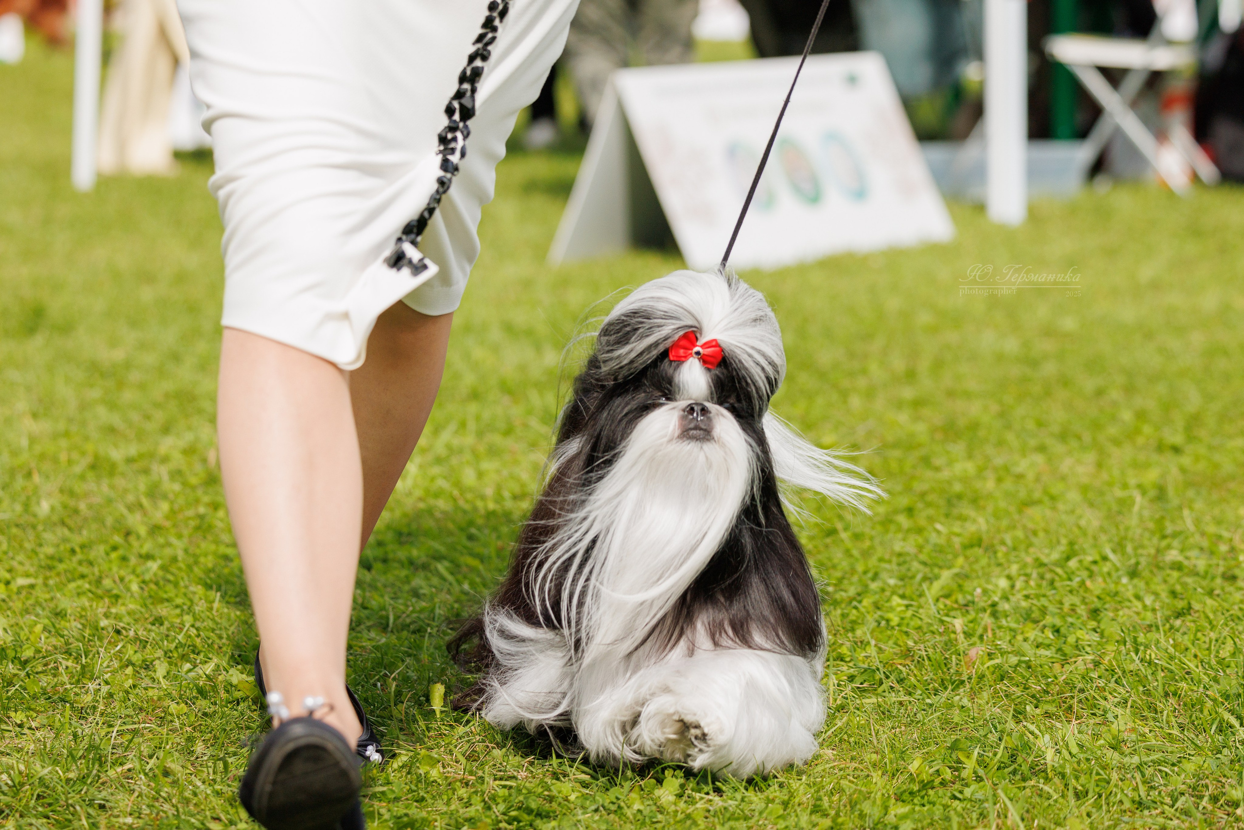 Переславль 5-7.08.2025. Фотограф-анималист Юлия Германика