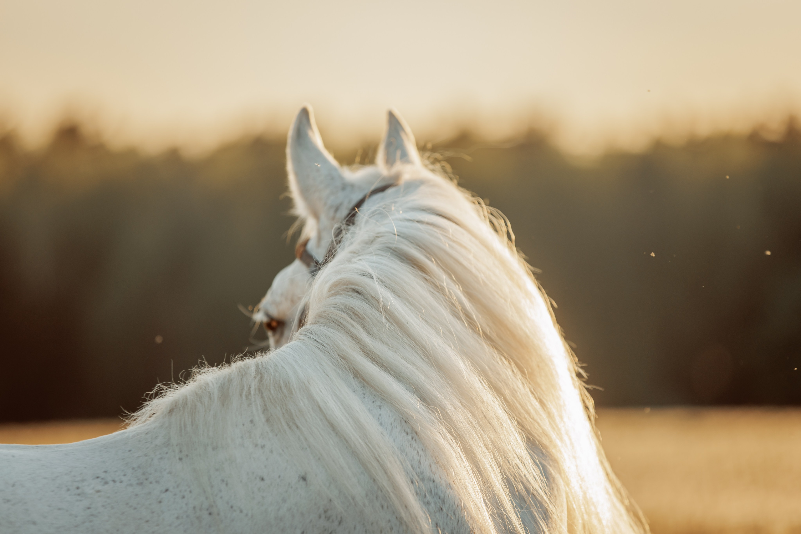 Детская конная съёмка. Детская Конная фотография в Москве Юлия Шепелева