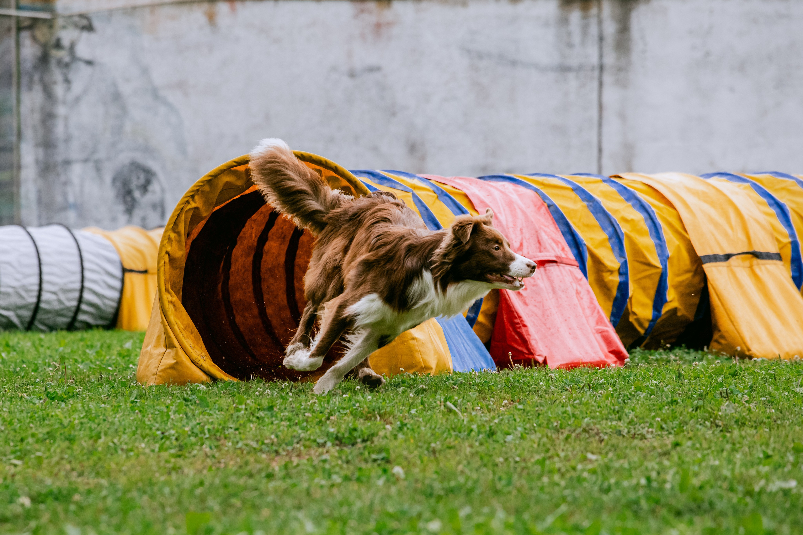 Соревнования по аджилити Долгопрудный 30.06.2025. Фотограф-анималист Татьяна Степанова