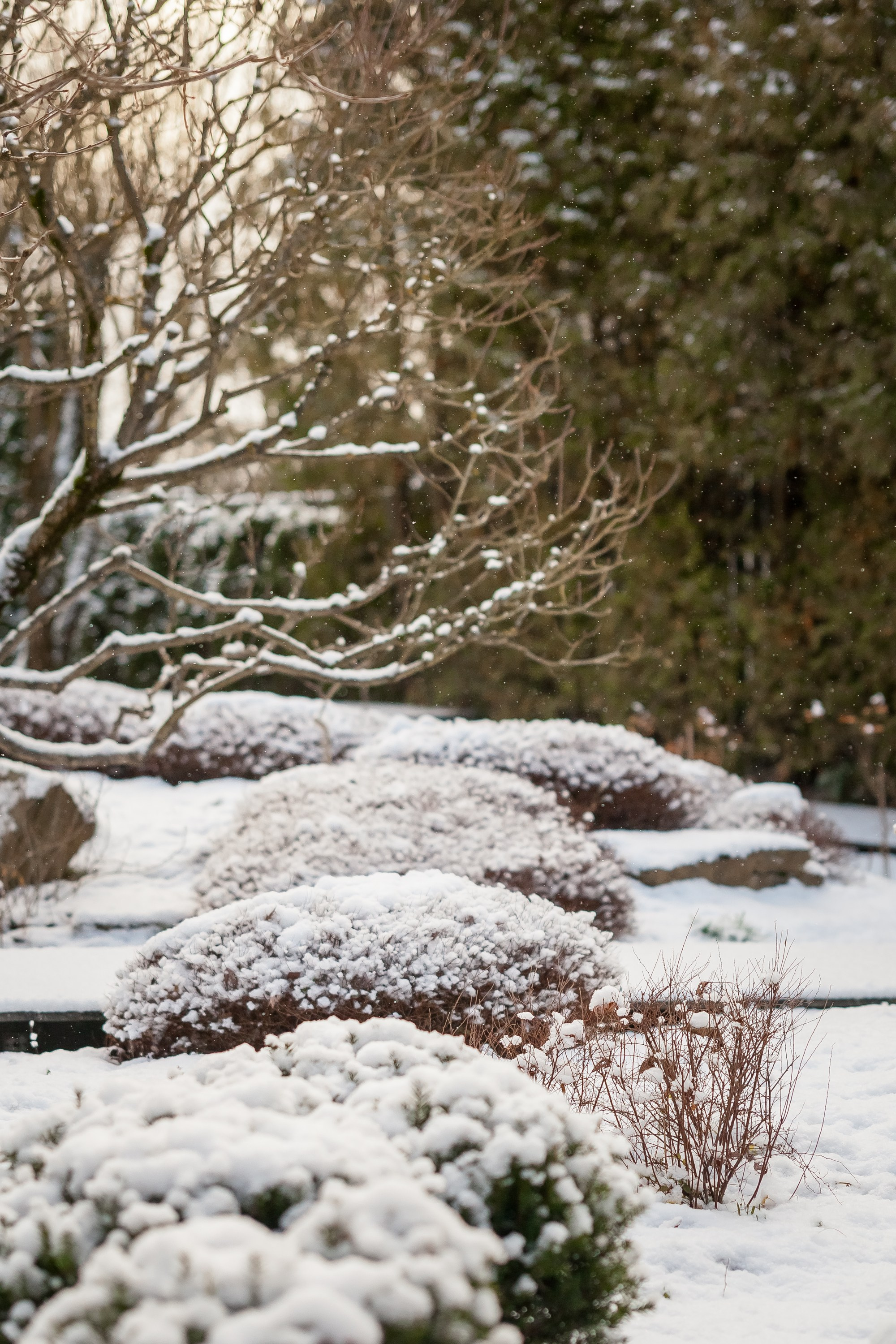 Спящий сад, Елены Асташкиной. Туманов Виталий — фотограф Москва