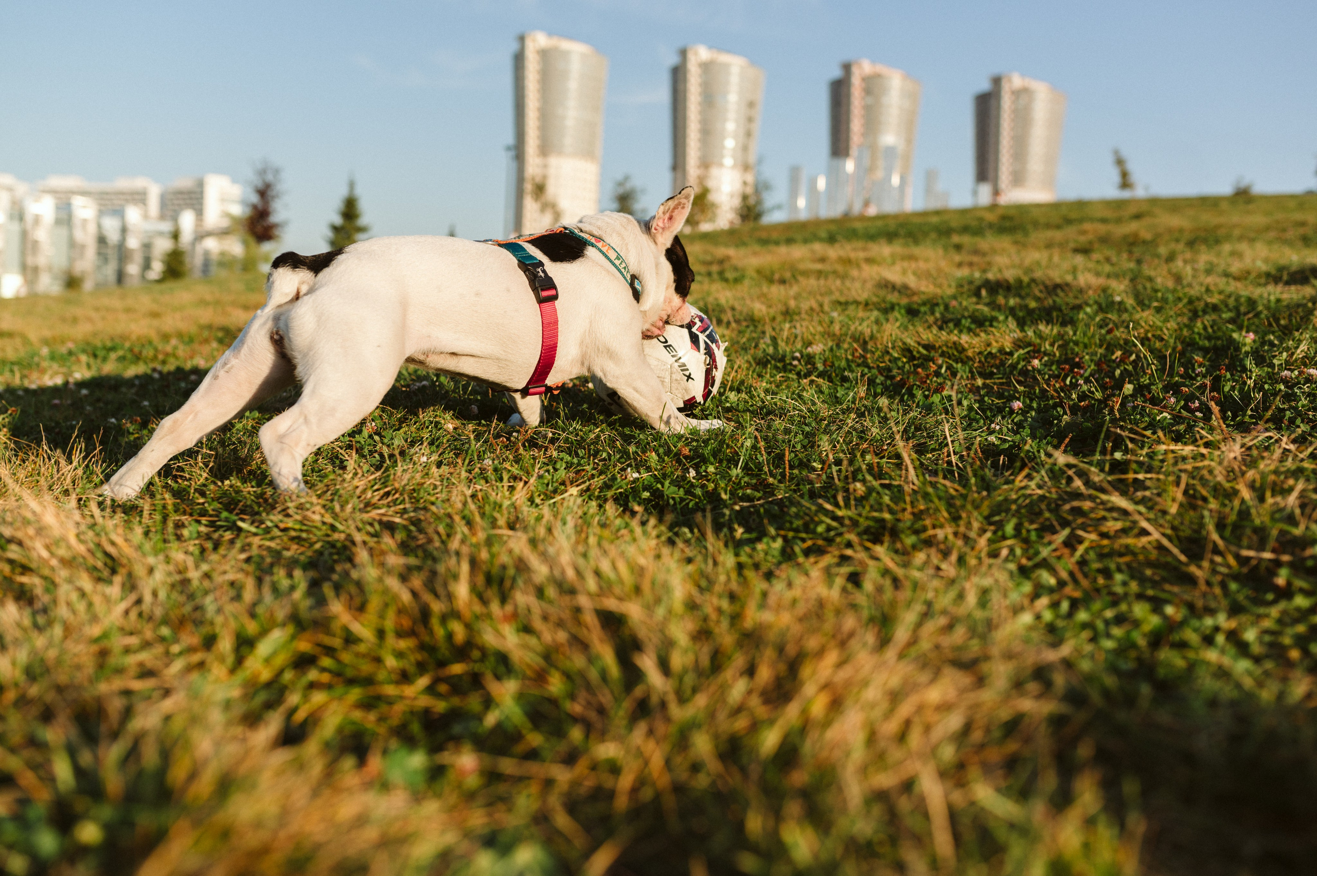 Инна и Белль. Фотограф анималист в Москве Ольга Агушева