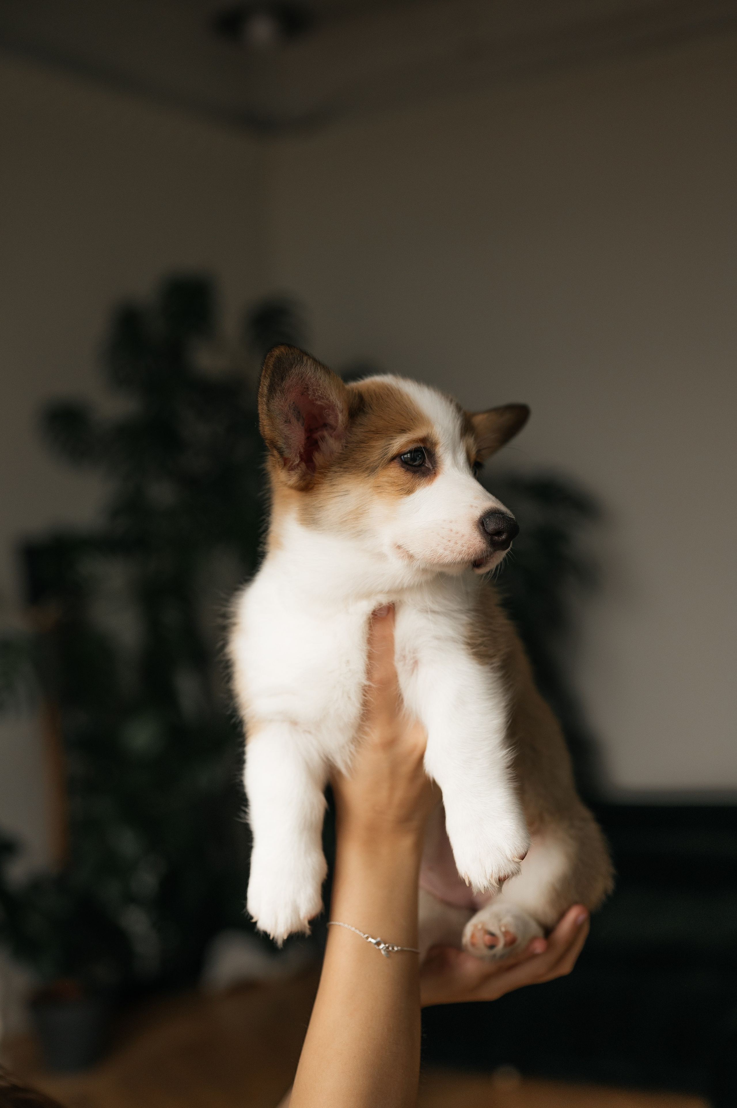 Миша, Маша и Боня. Свадебный и семейный фотограф в Краснодаре Алина Мельник