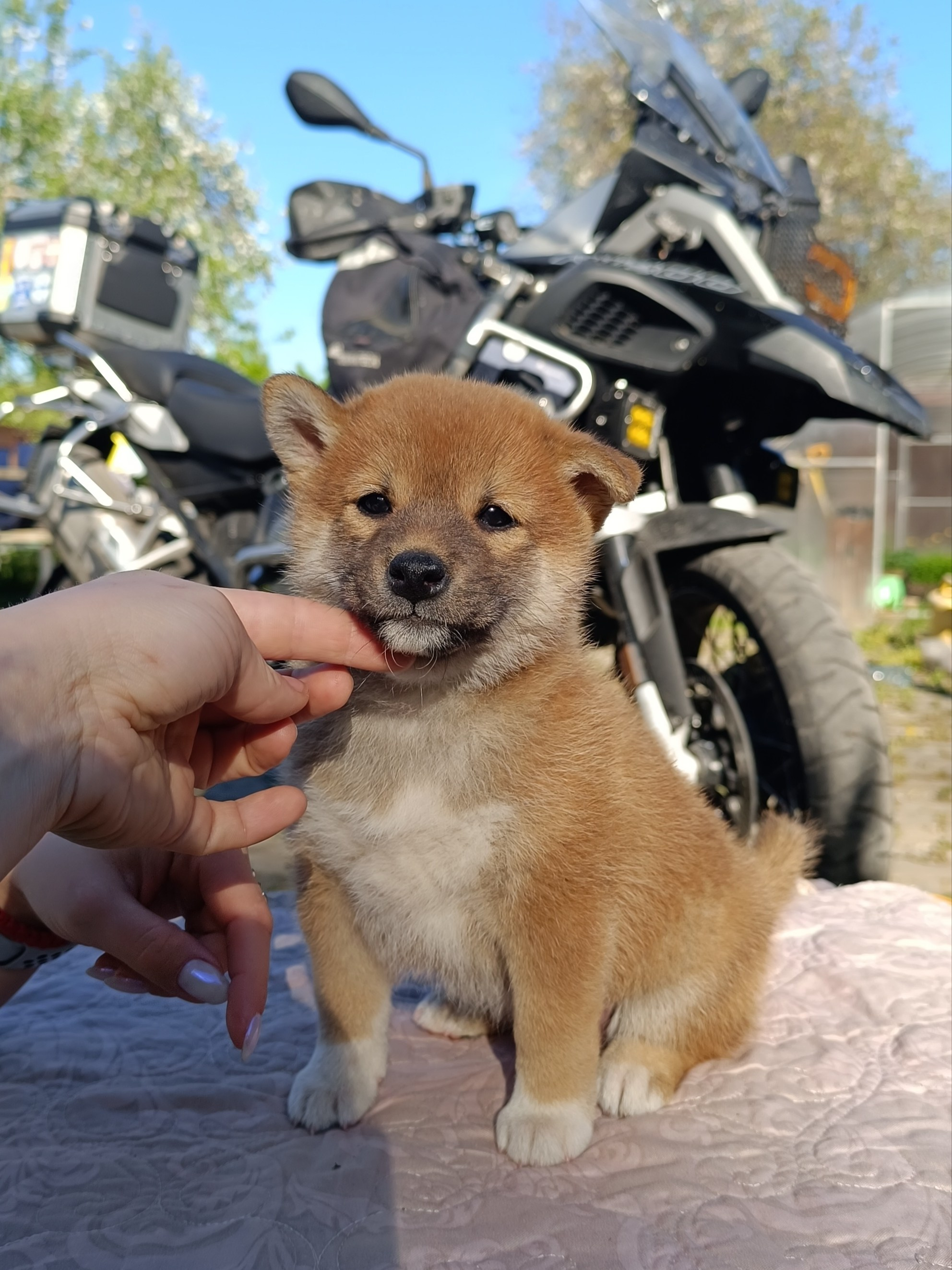 Сиба Rubylight Fumiko питомник Рубилайт