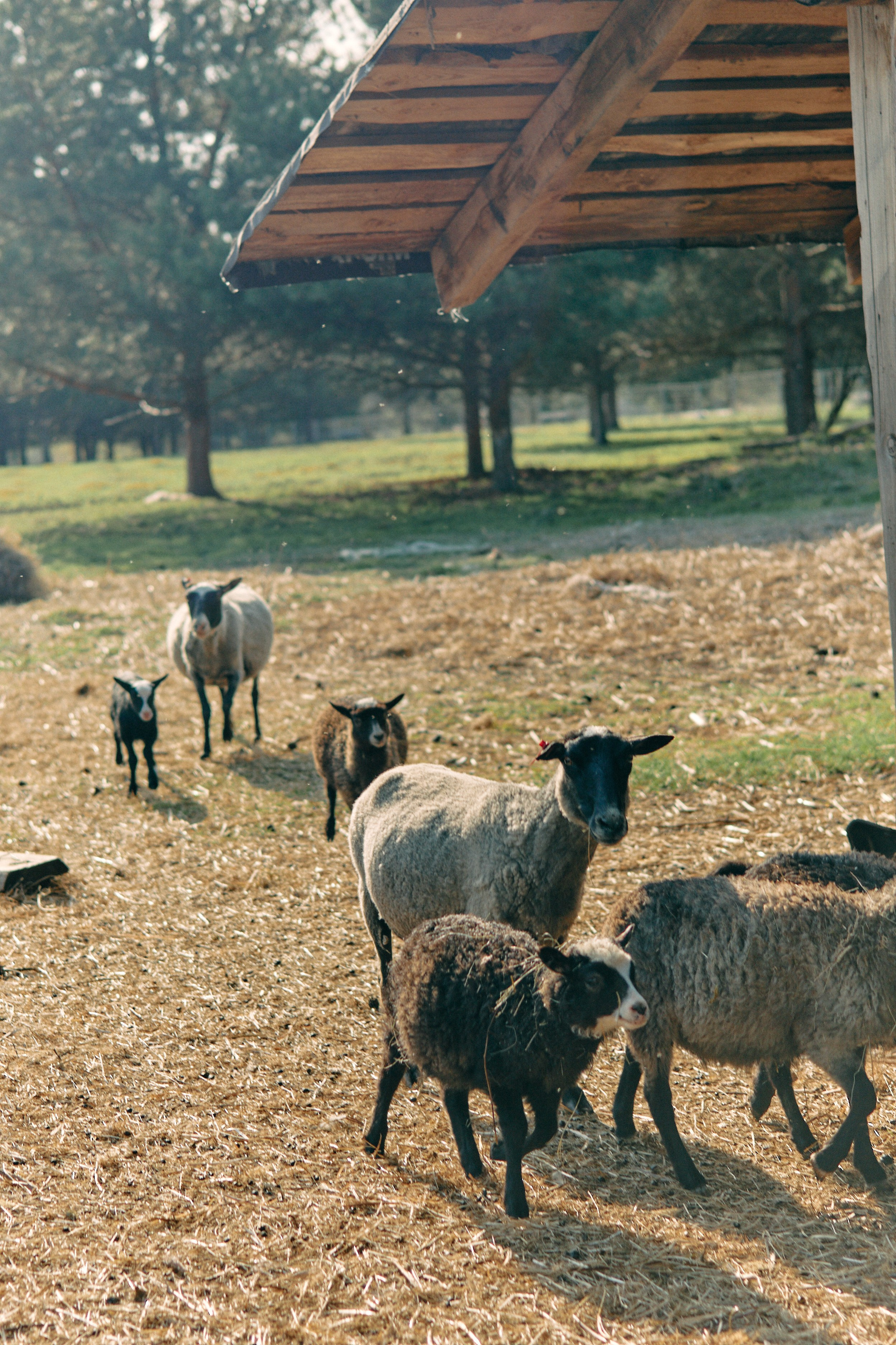 Бутик-отель Поле летом. Профессиональный Фотограф во Владимире, в Москве и в Суздале — Полина Романычева