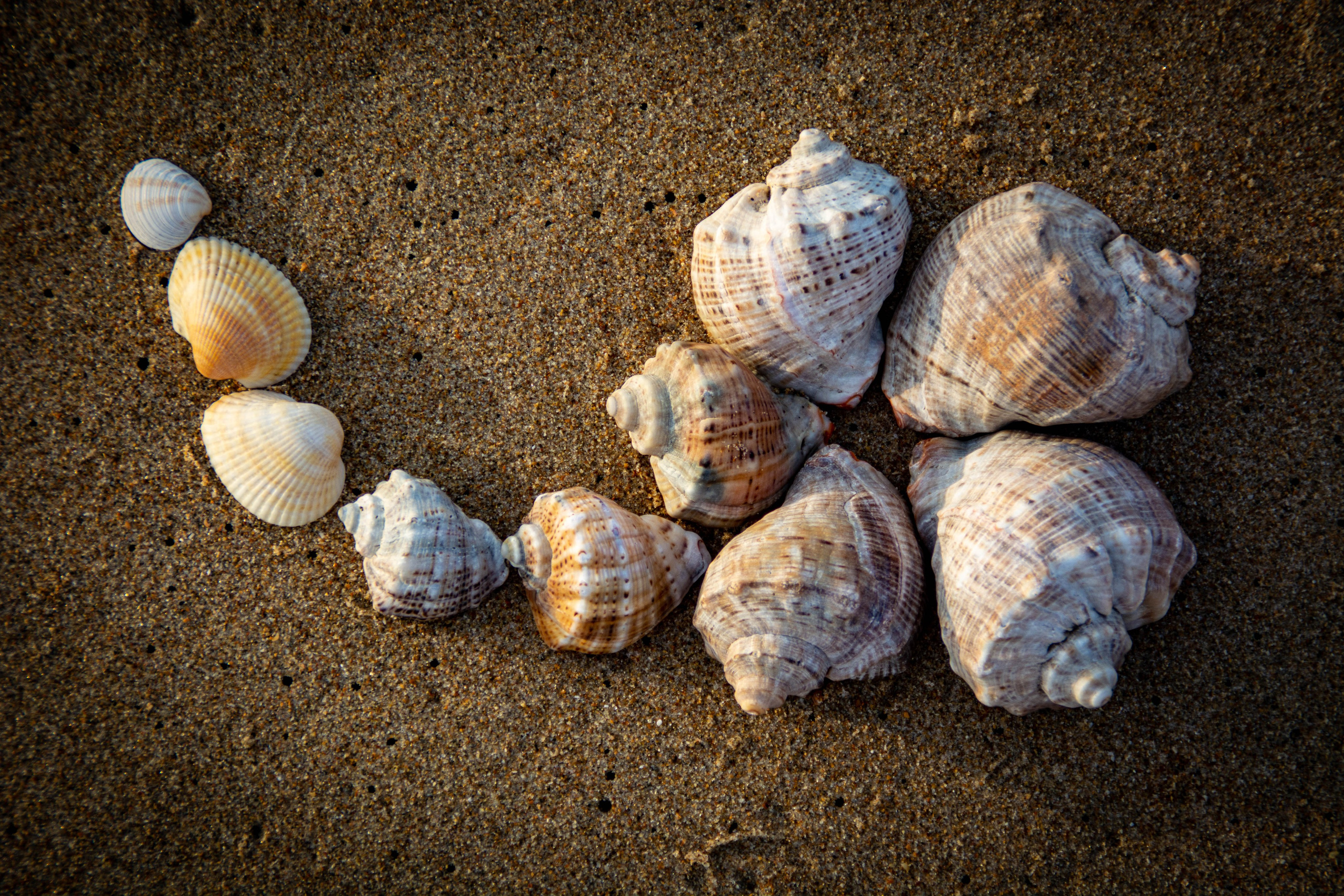 Портфолио фотографа. Елена Волкова семейный фотограф в станице Гостагаевской города-курорта Анапа
