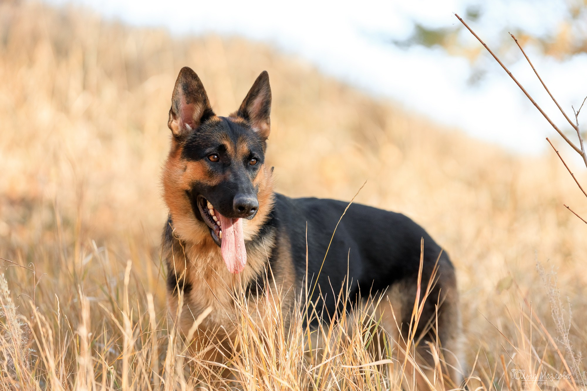 Наталья и Лекса. Фотограф в Саратове Ольга Мазлова