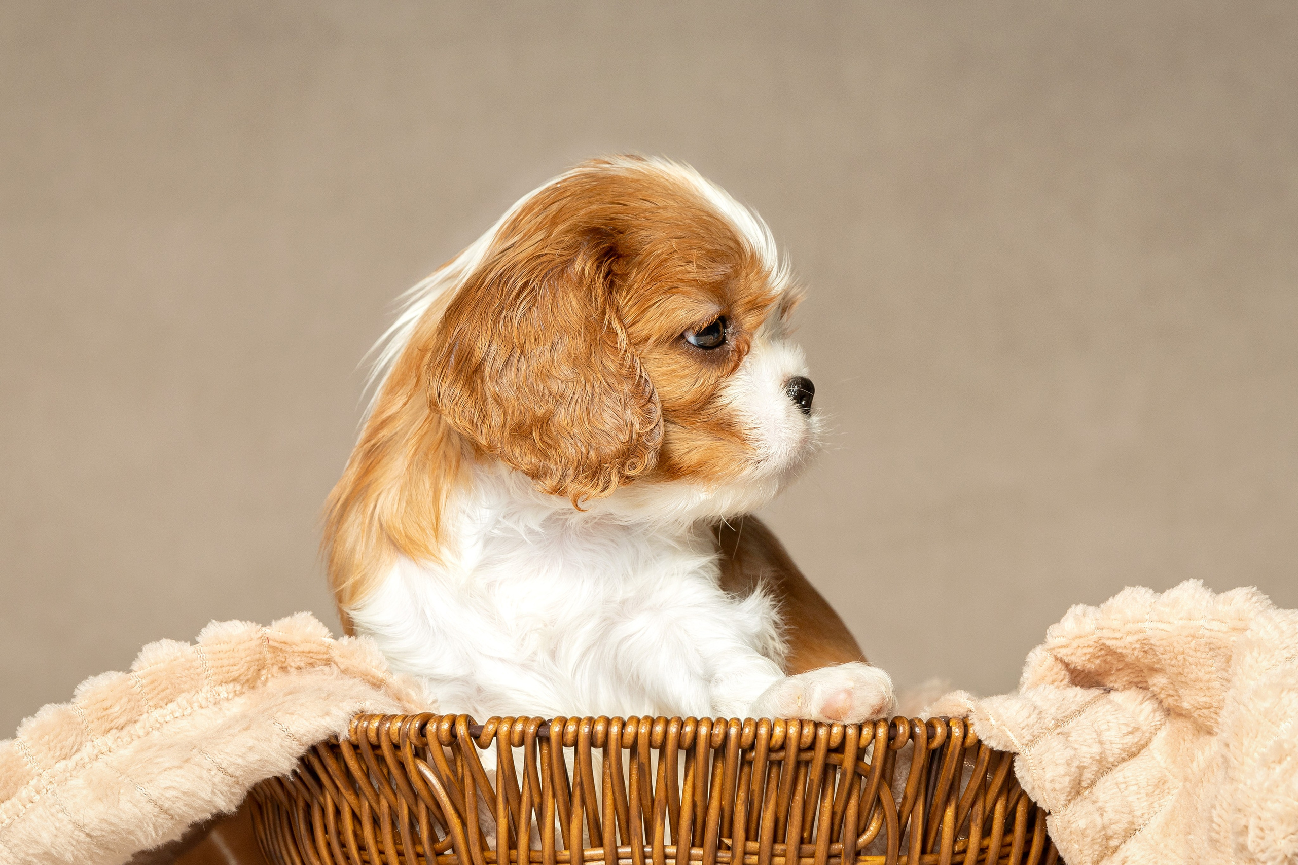 Кавалер Кинг Чарльз спаниель. Юлия Микульская. Рыбинск