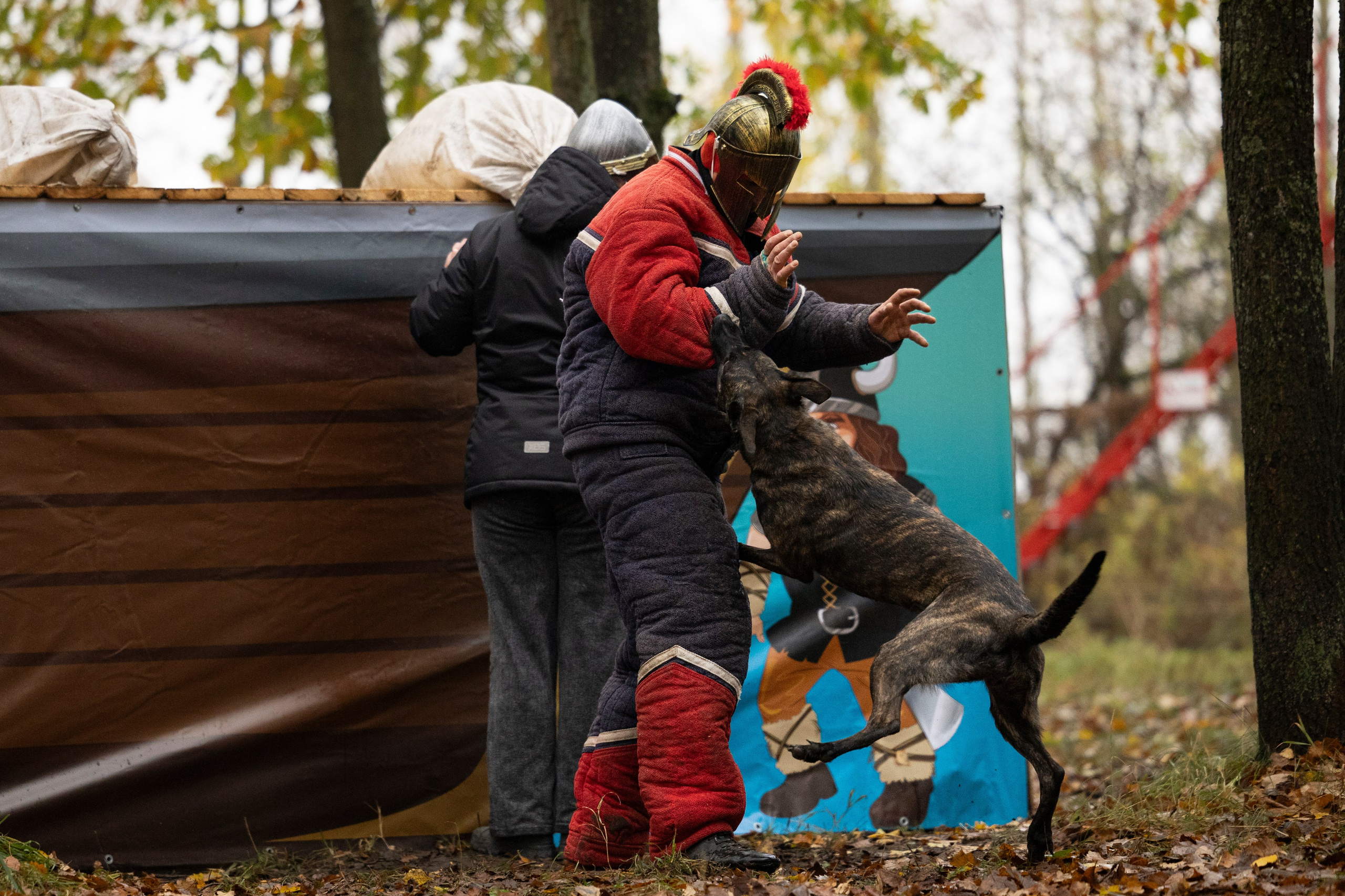 Соревнования по Мондьорингу г. Вологда. Фотограф-анималист Анна Маринич