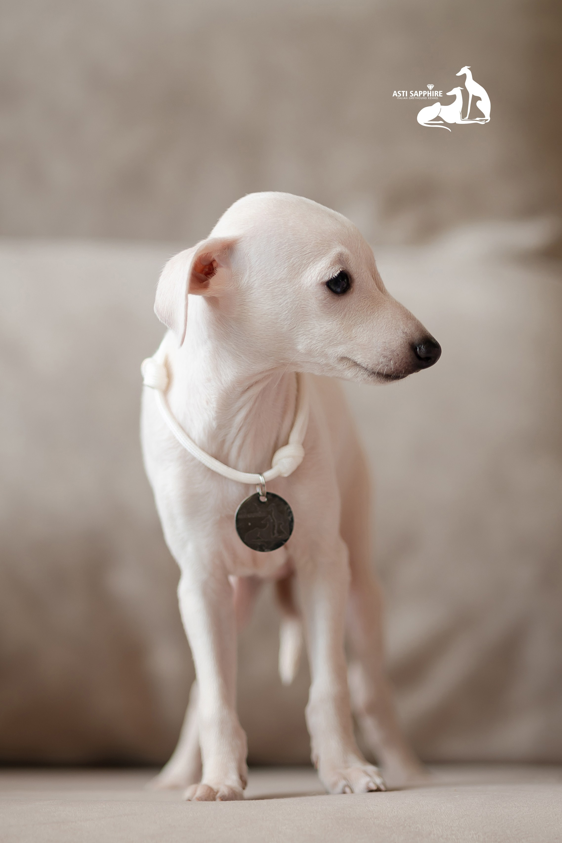 Белоснежные. Professional Italian Greyhound Kennel RKF/FCI ASTI SAPPHIRE 💎 Sochi|St. Petersburg