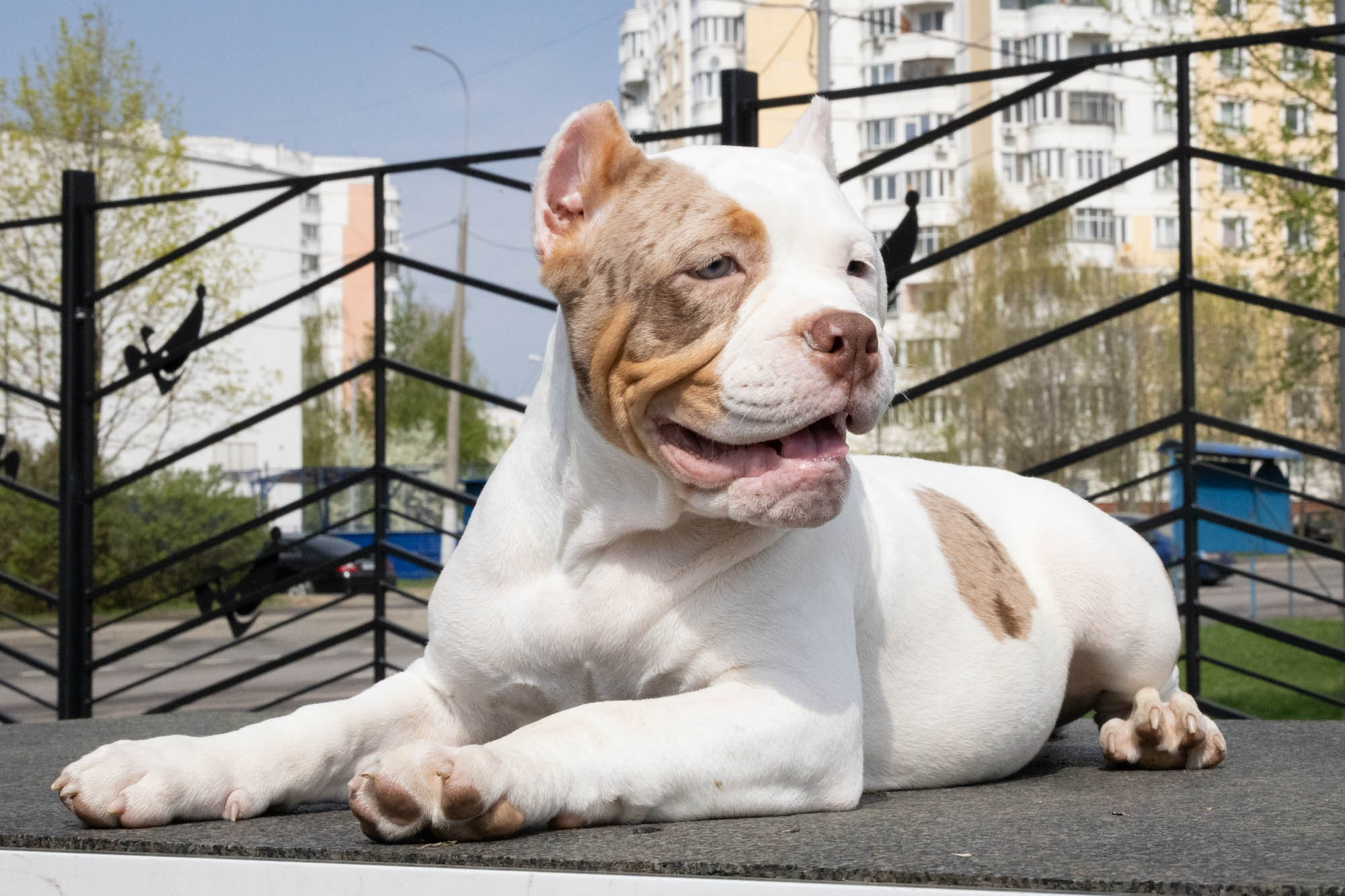 Щенки. Виктория Михайловская. Фотограф-анималист. Москва