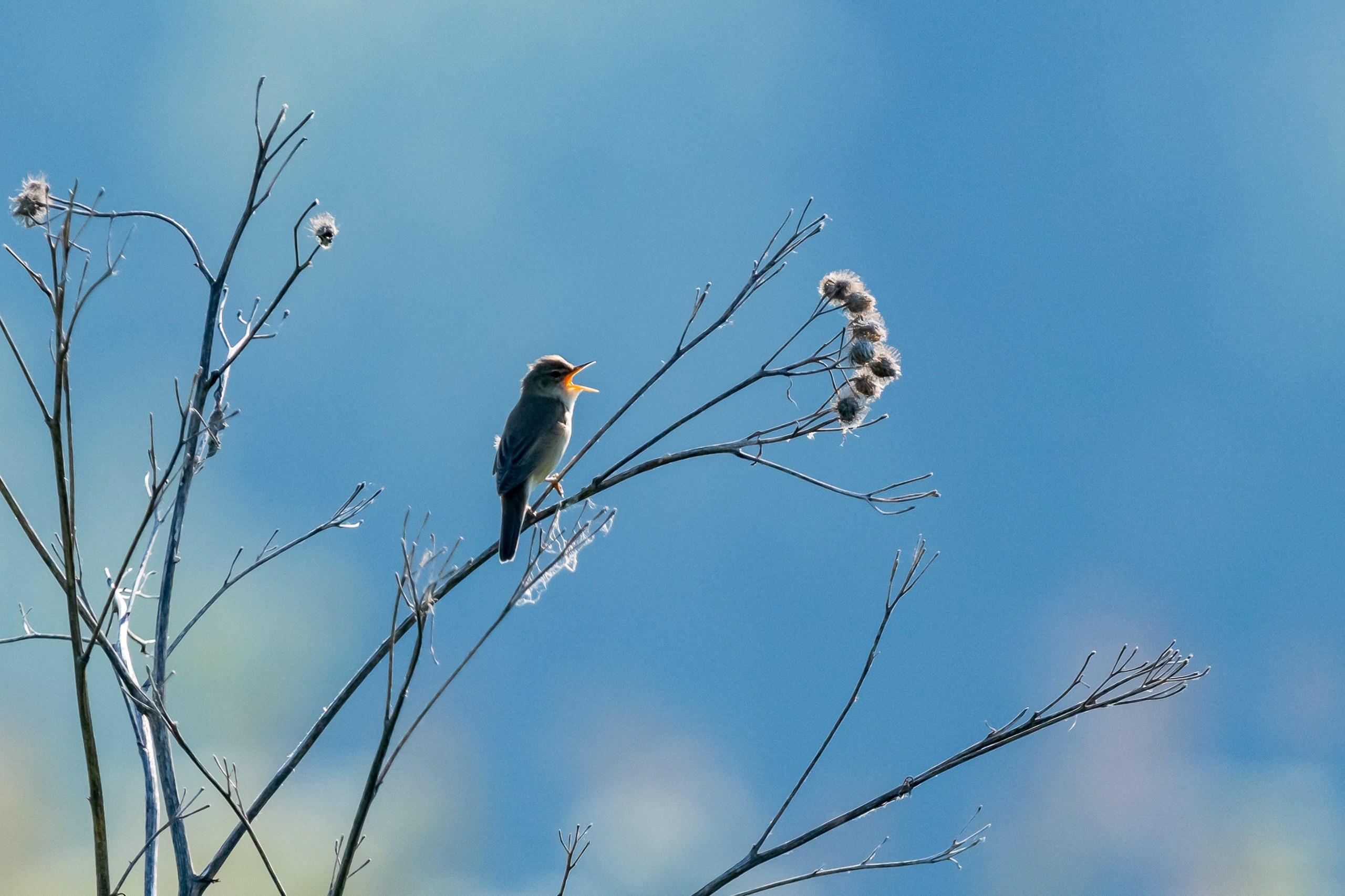 Пейзажный фотограф, Фотографии дикой природы. Foto-Zuev фотография как искусство