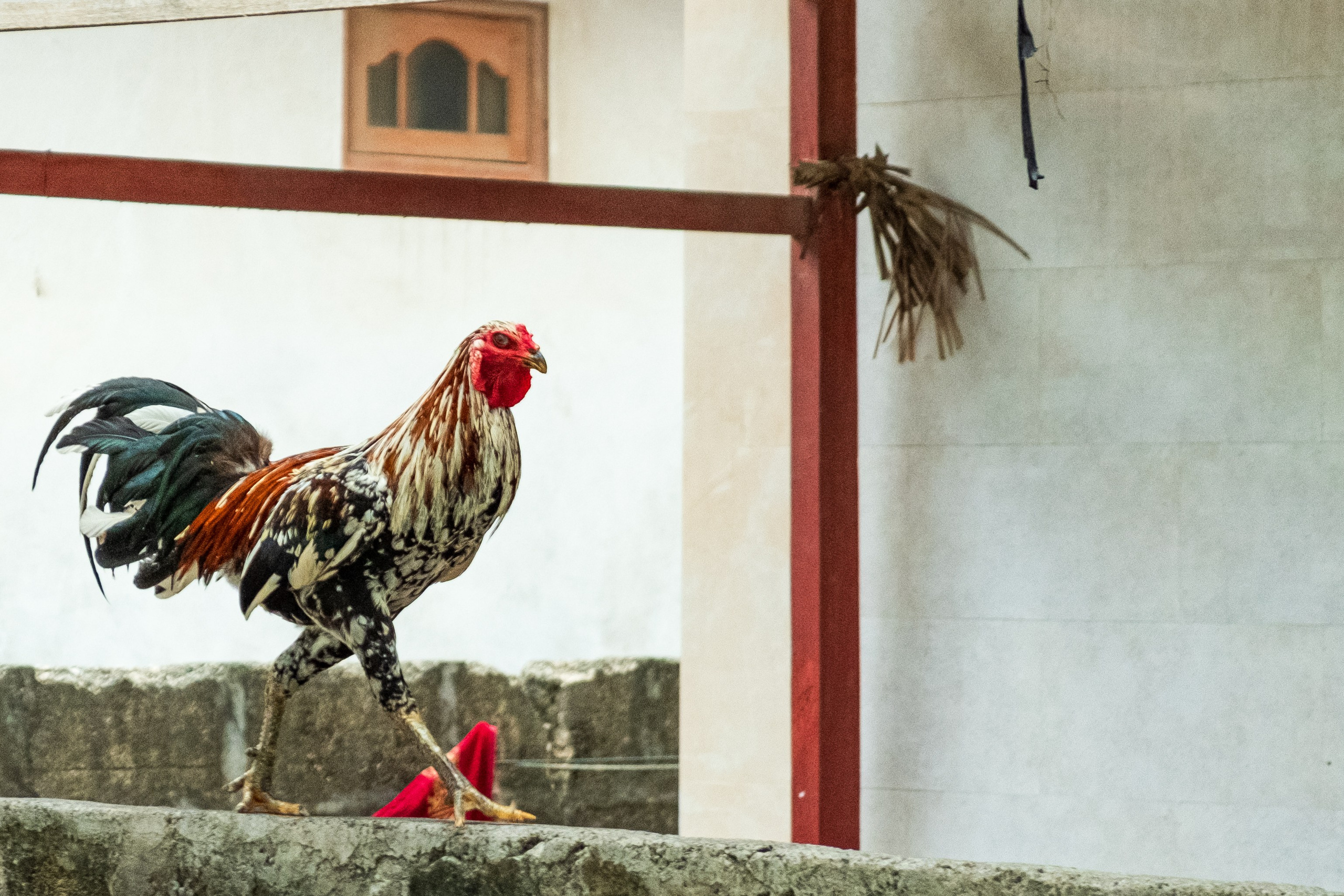 Остров Нуса Пенида. Фотографии из путешествий