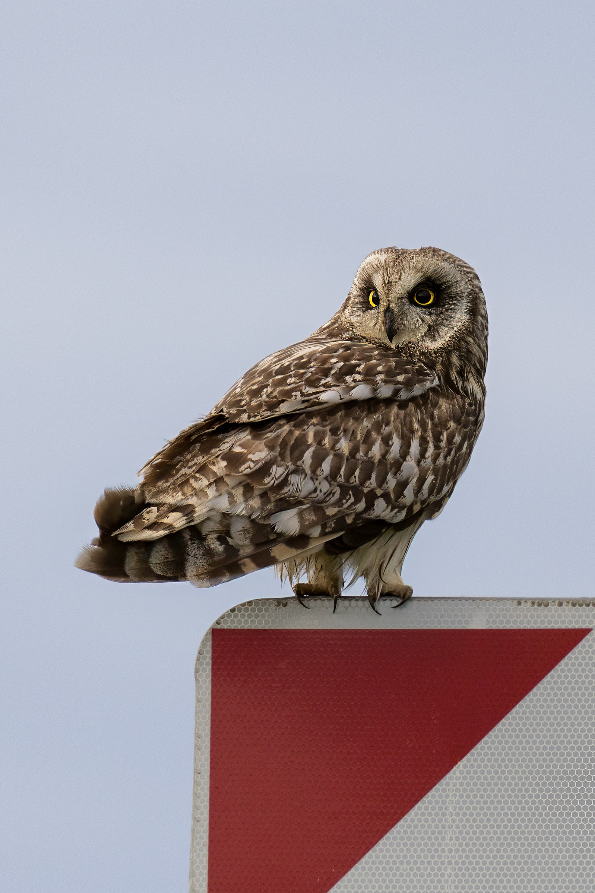 Болотная сова. Photomantis