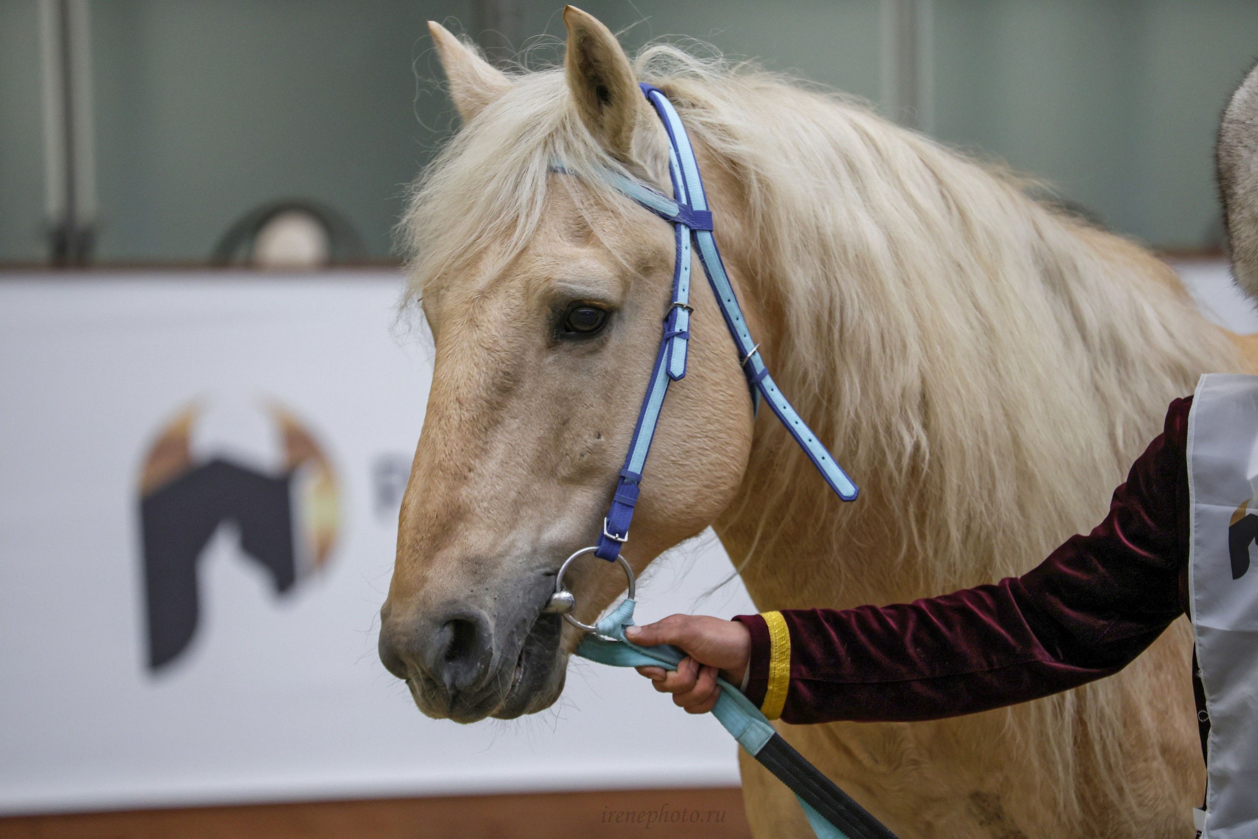 Конная Россия 2024. Irenephoto.ru