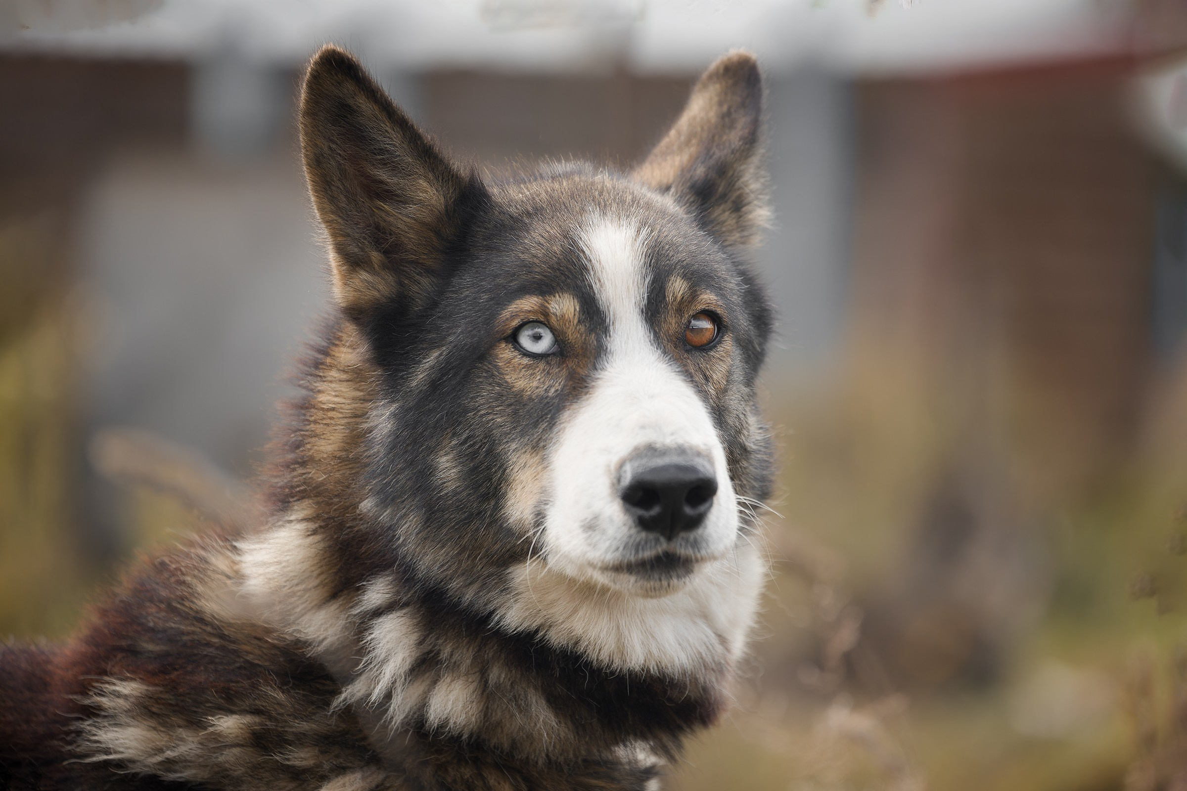 Собаки приюта «Дом северной собаки». Irenephoto.ru