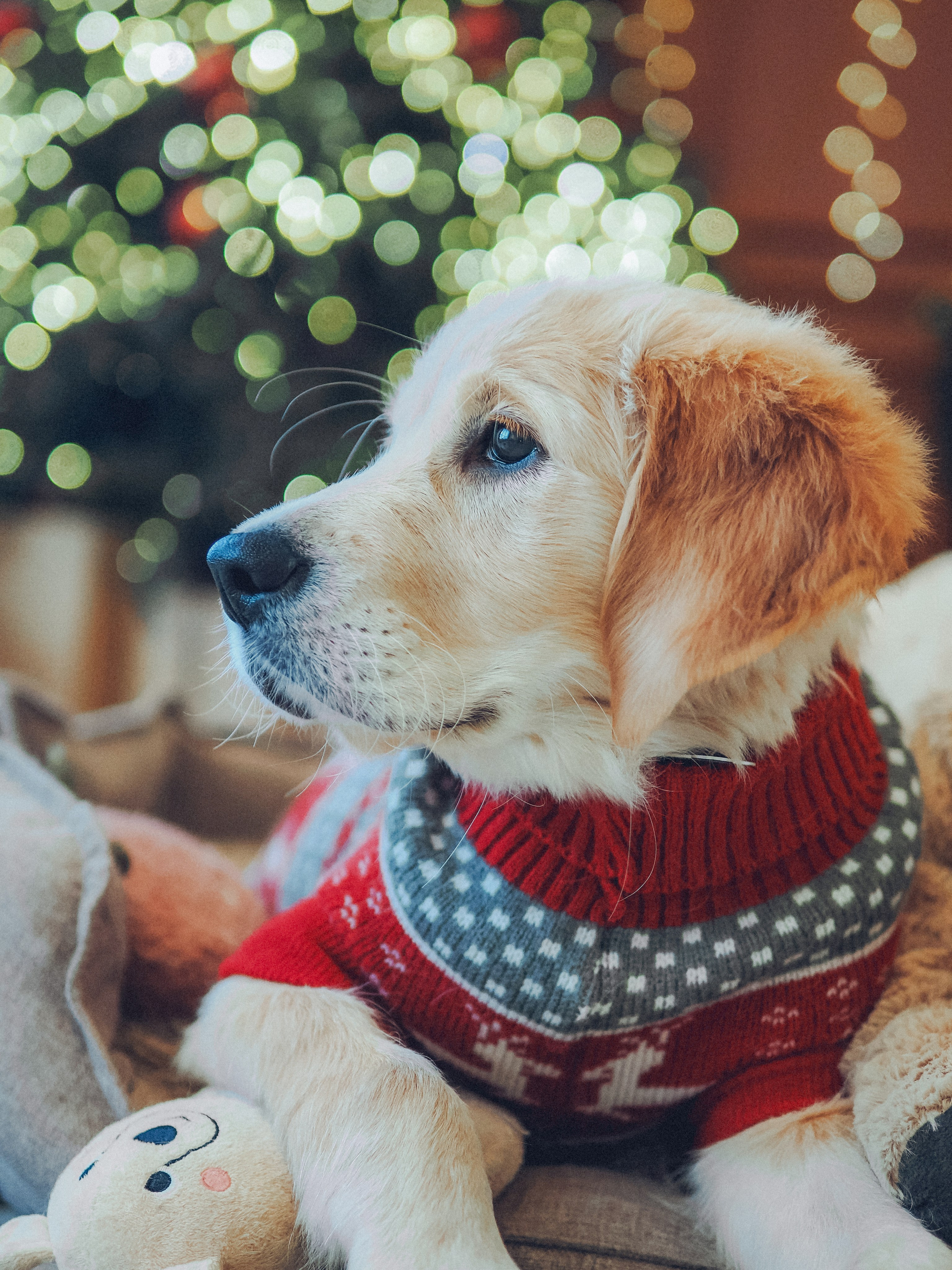 Малышка Молли и новый год. Фотограф в Москве — Сергей Люкшинов