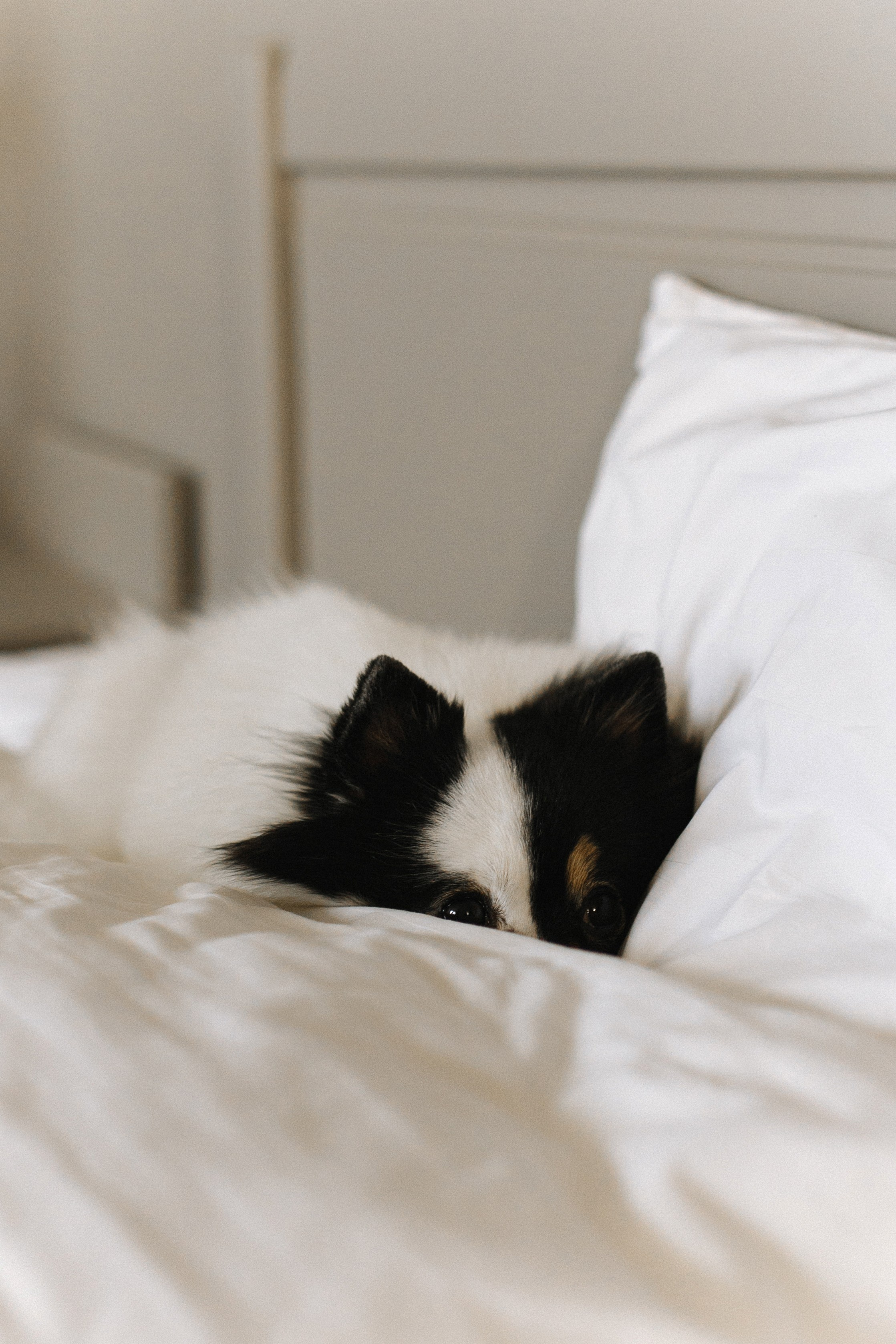 Марина, Салют♥. Свадебный фотограф Краснодар — Сочи — Алексей Титов