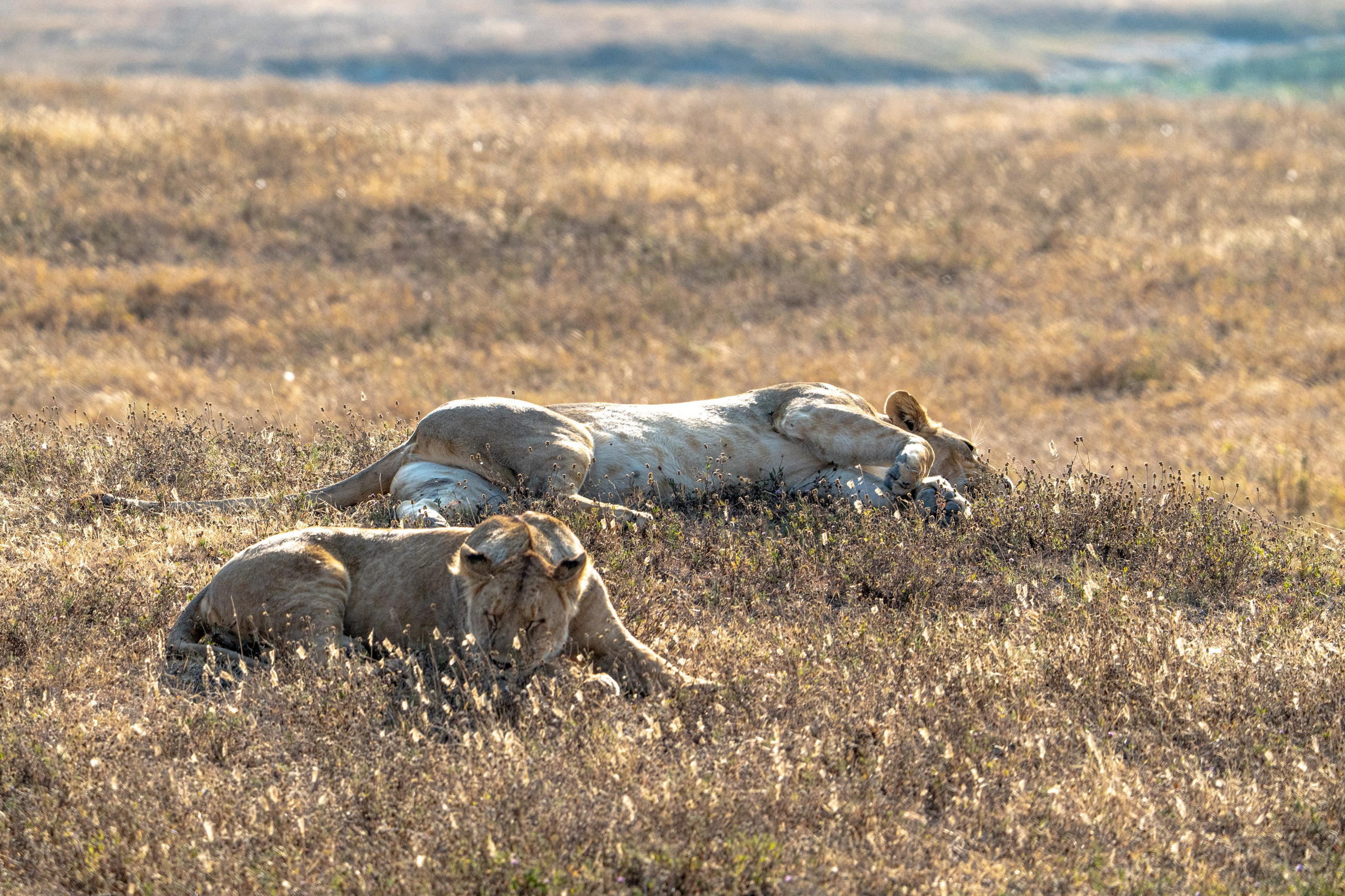 Танзания, сафари, 2025. Творческие сьемки