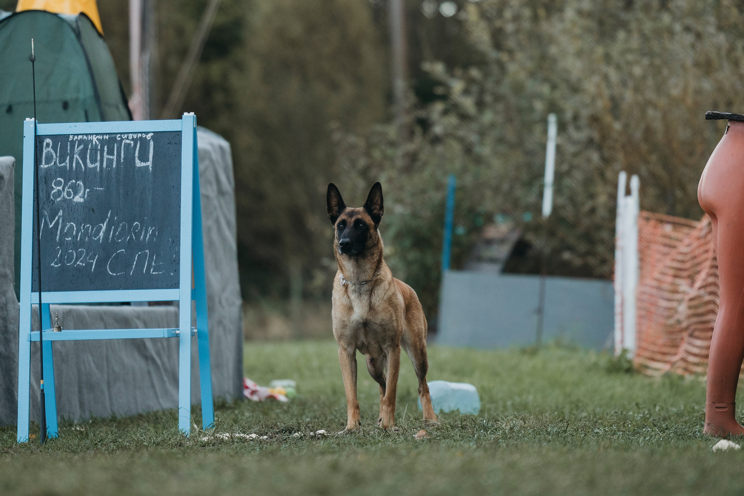 Испытания по мондьорингу г. Пушкин 29.09.2024. Фотограф-анималист Анна Маринич