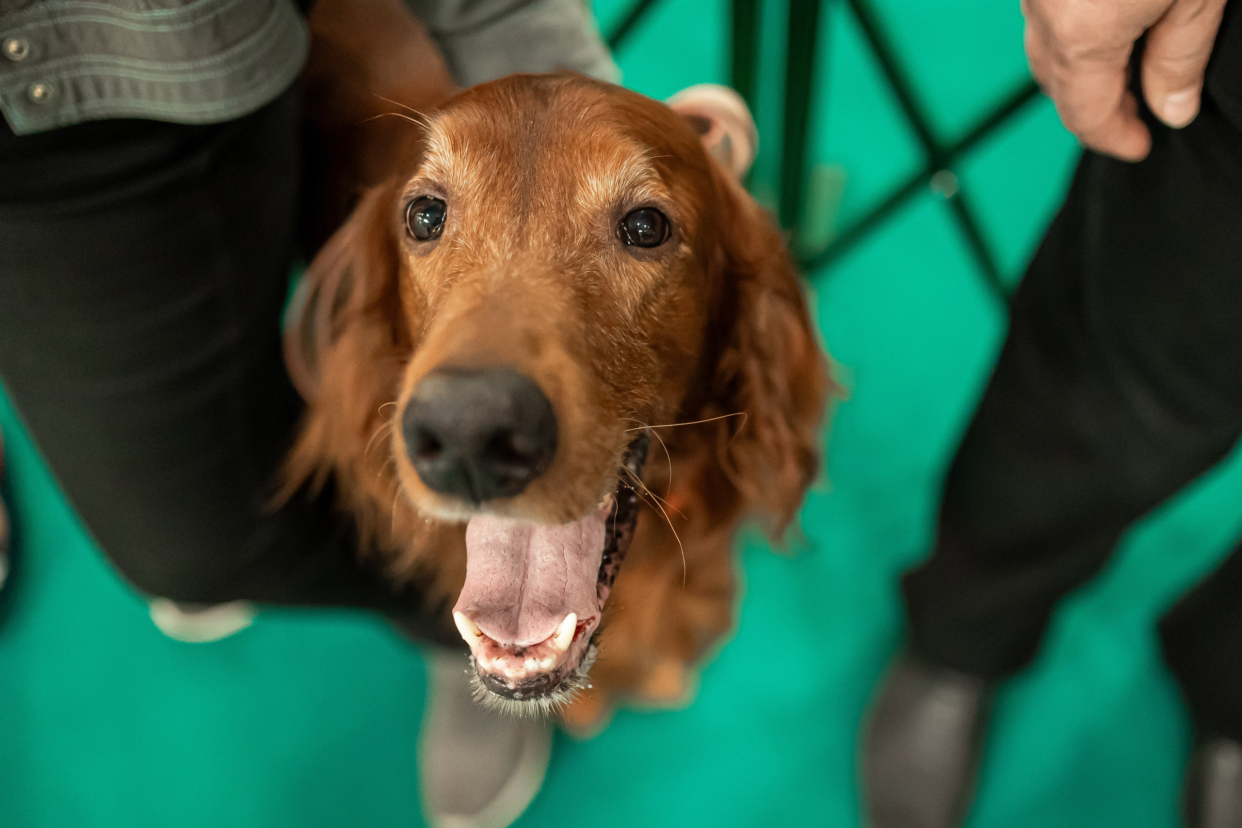 Выставка сеттеров 19.05.24