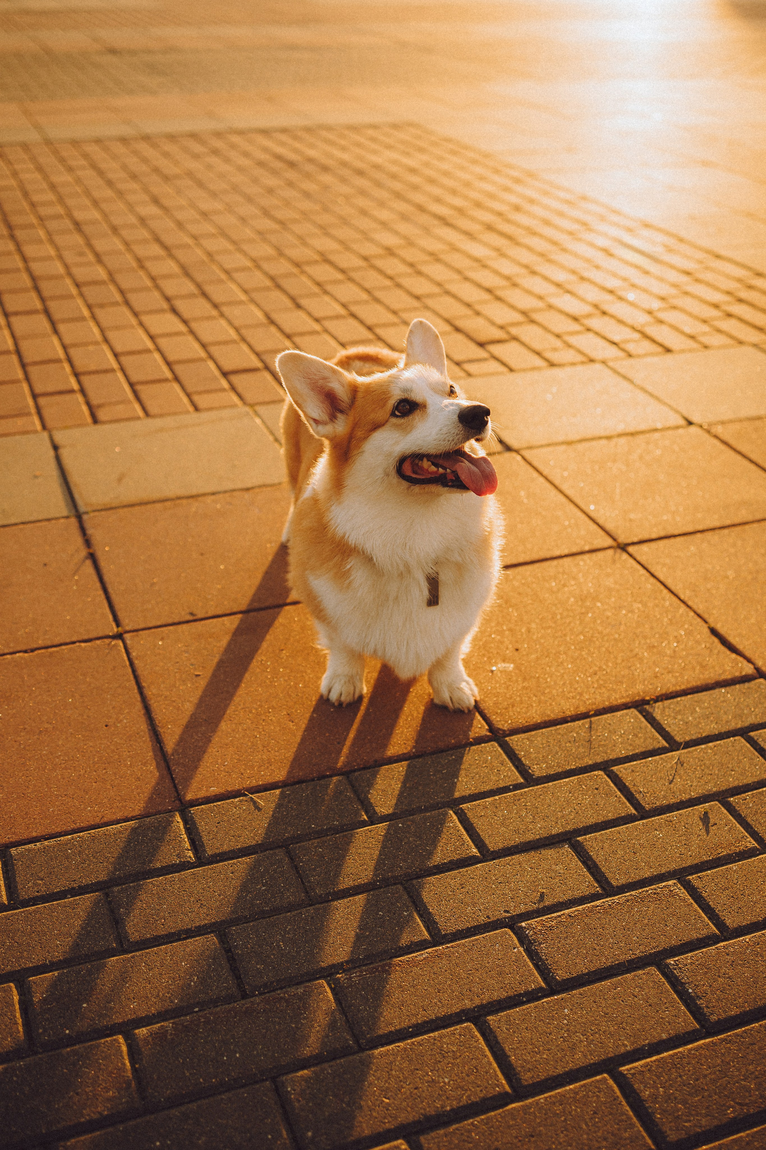 Пуговка и ее семья