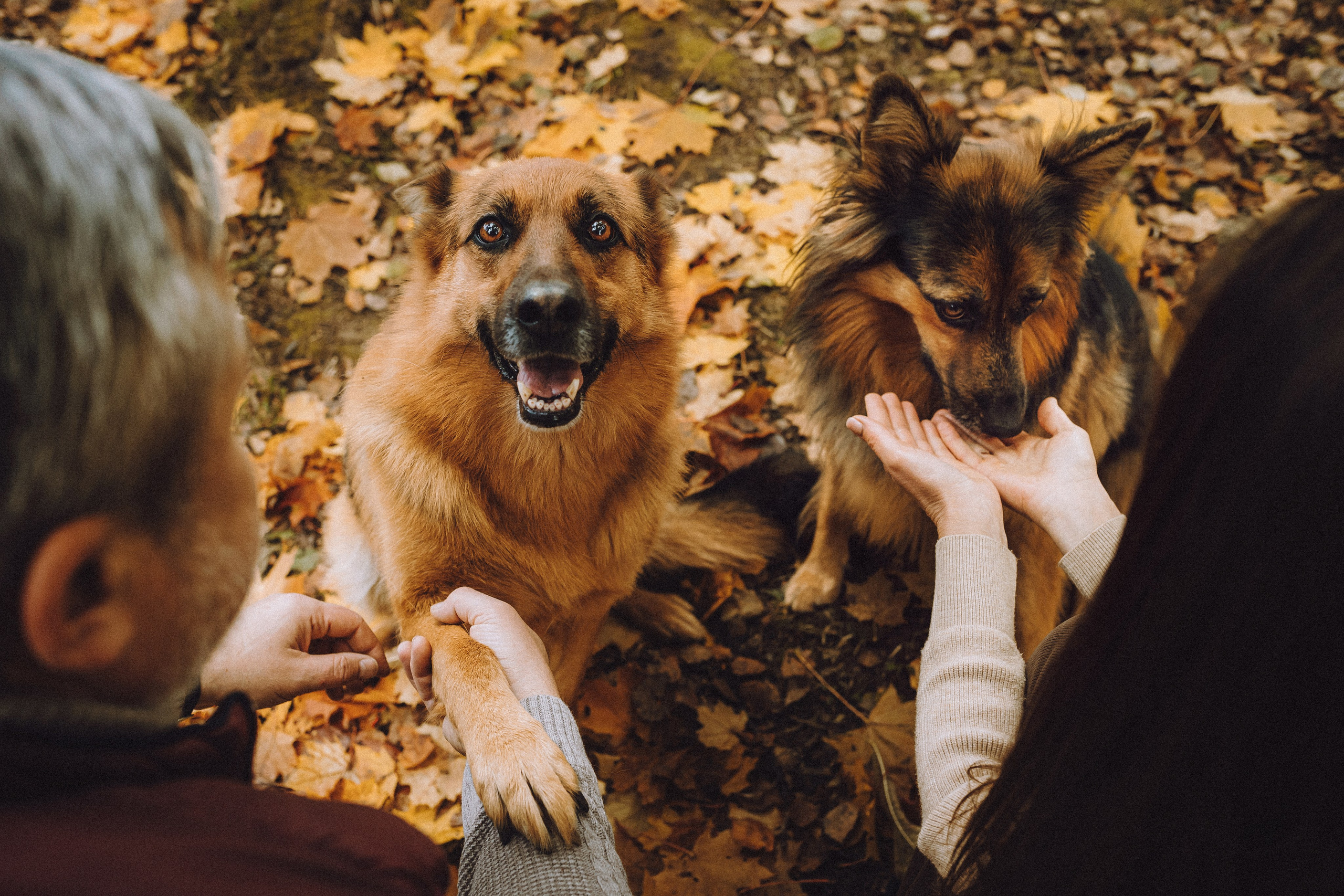 Хлоя, Герда и их семья