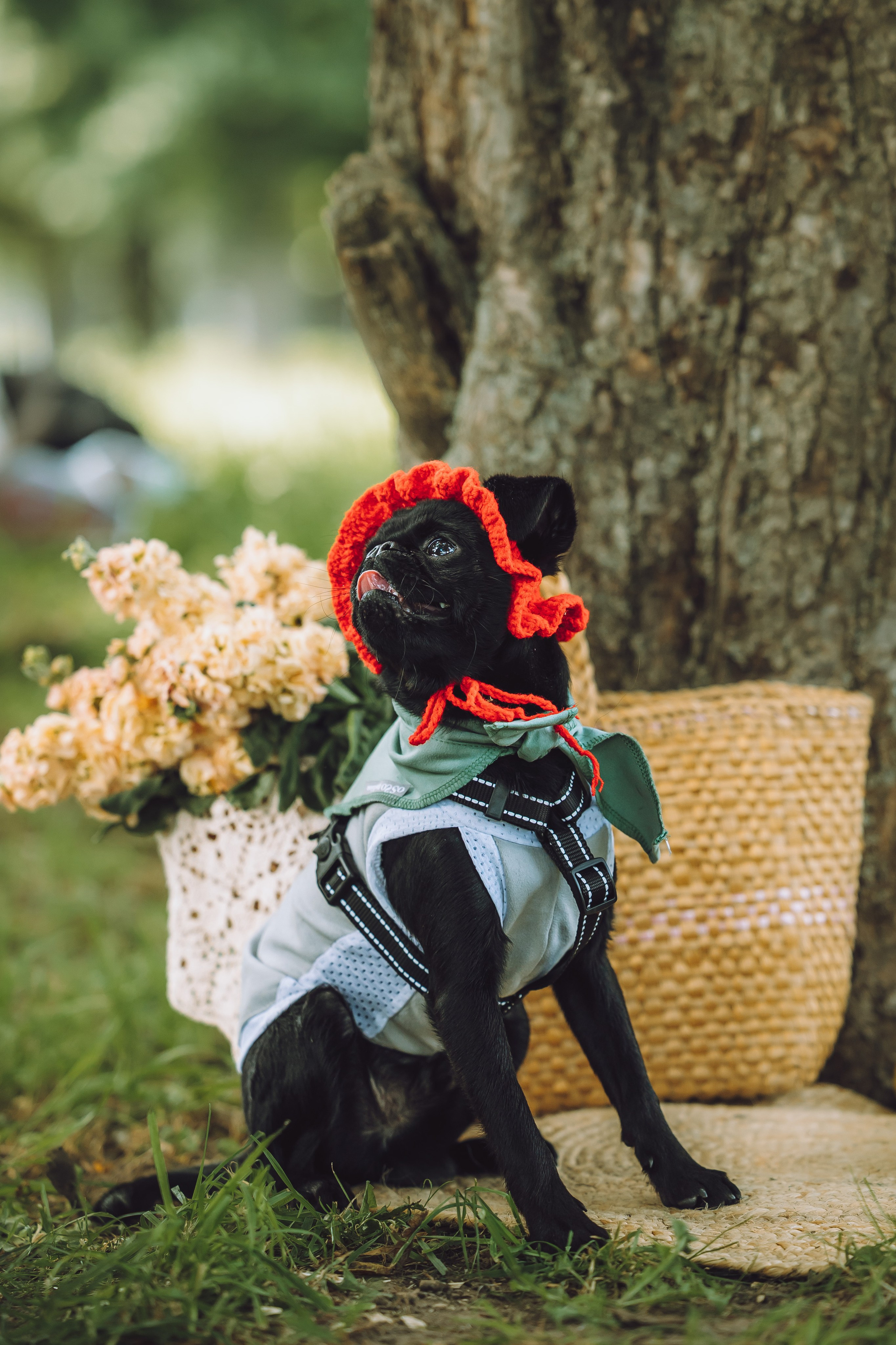 Griff-пикник. Семейный фотограф животных, анималист в Москве Екатерина Киреева