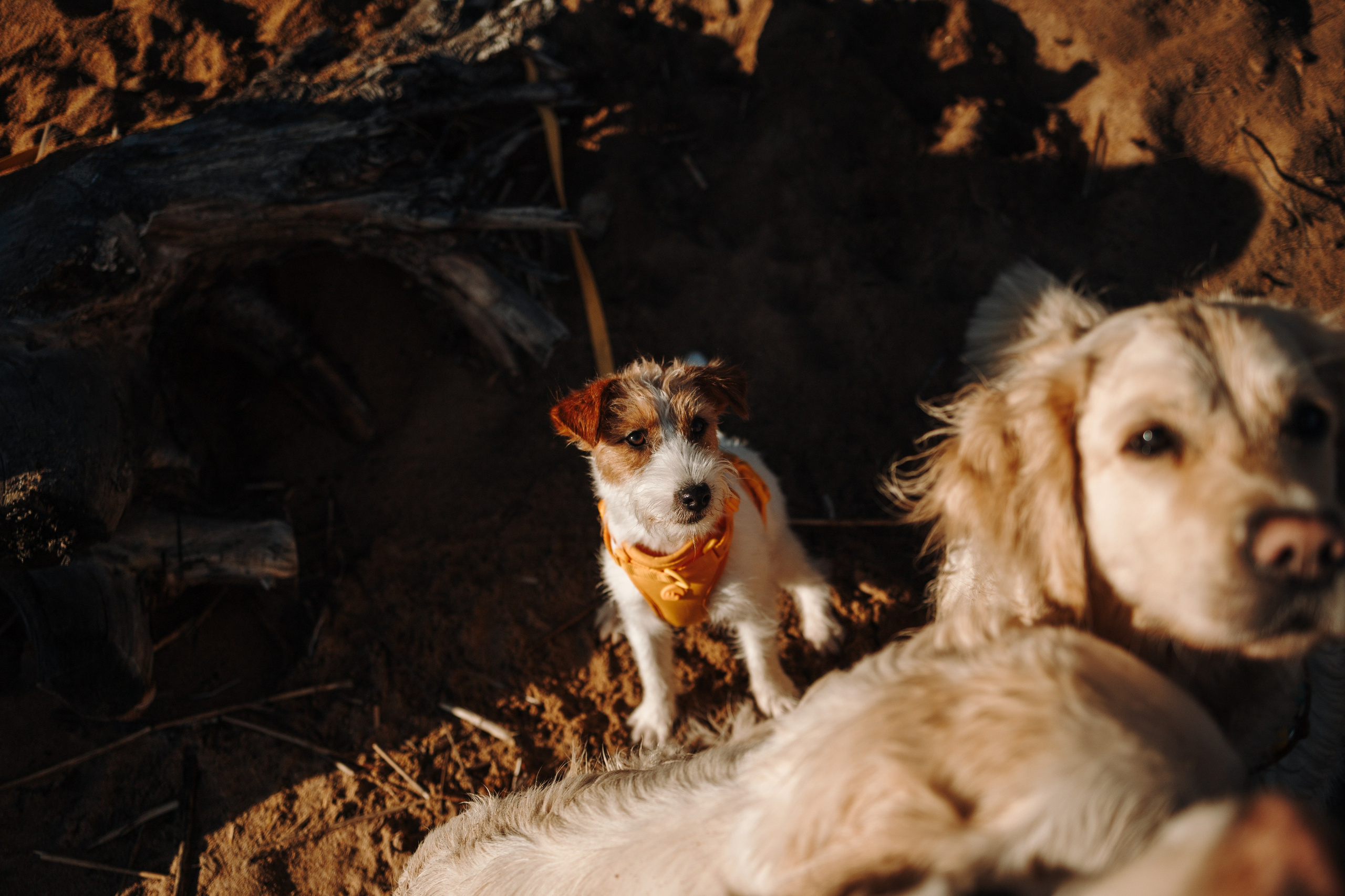 Катя и ее девочки. Фотограф — Анималист | Санкт-Петербург