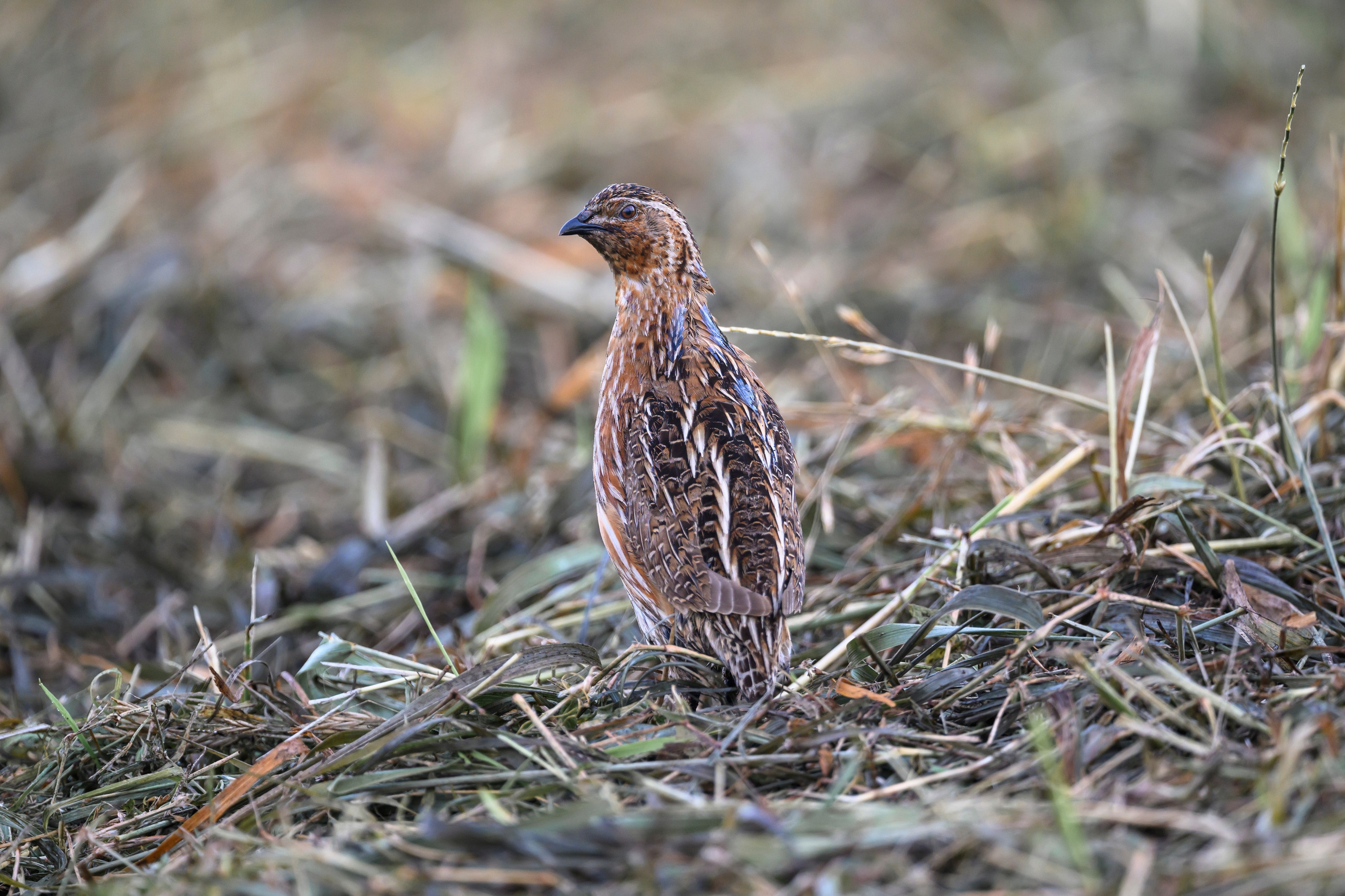 Перепел. Wildlife photography by Sergey Puponin