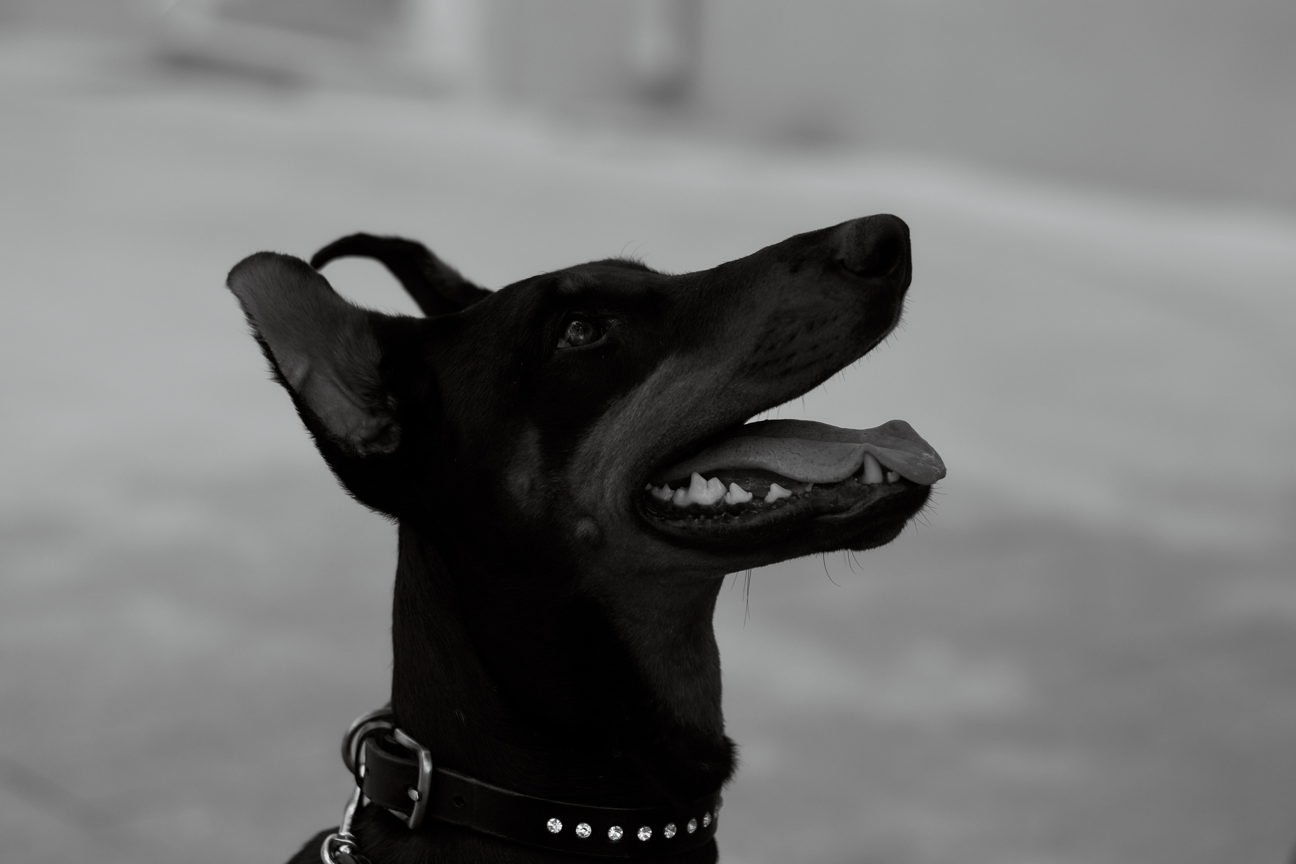 Карина и Гайка. Фотограф в Севастополе