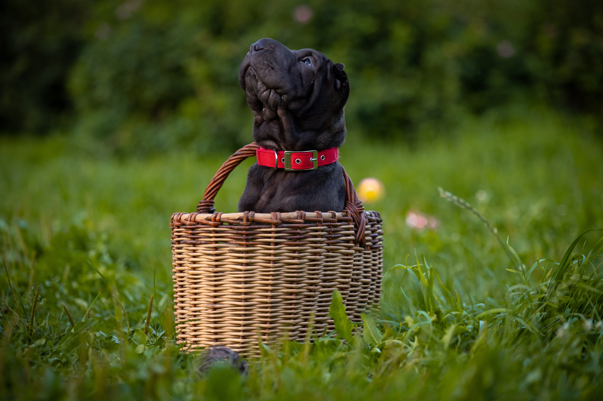 Собаки. Фотограф-анималист в Санкт-Петербурге Анастасия Иванова