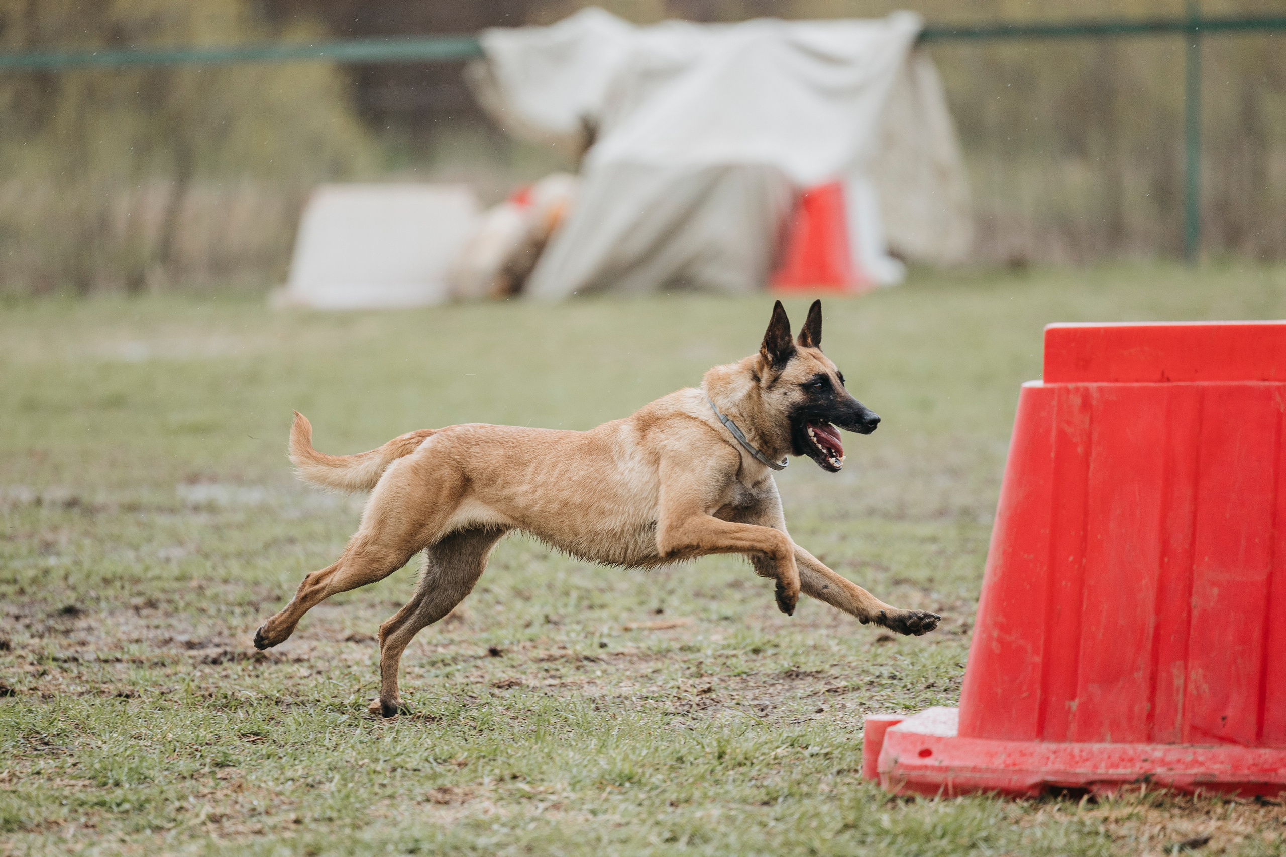 09.05.25 Вологда соревнования. Фотограф-анималист Анна Маринич