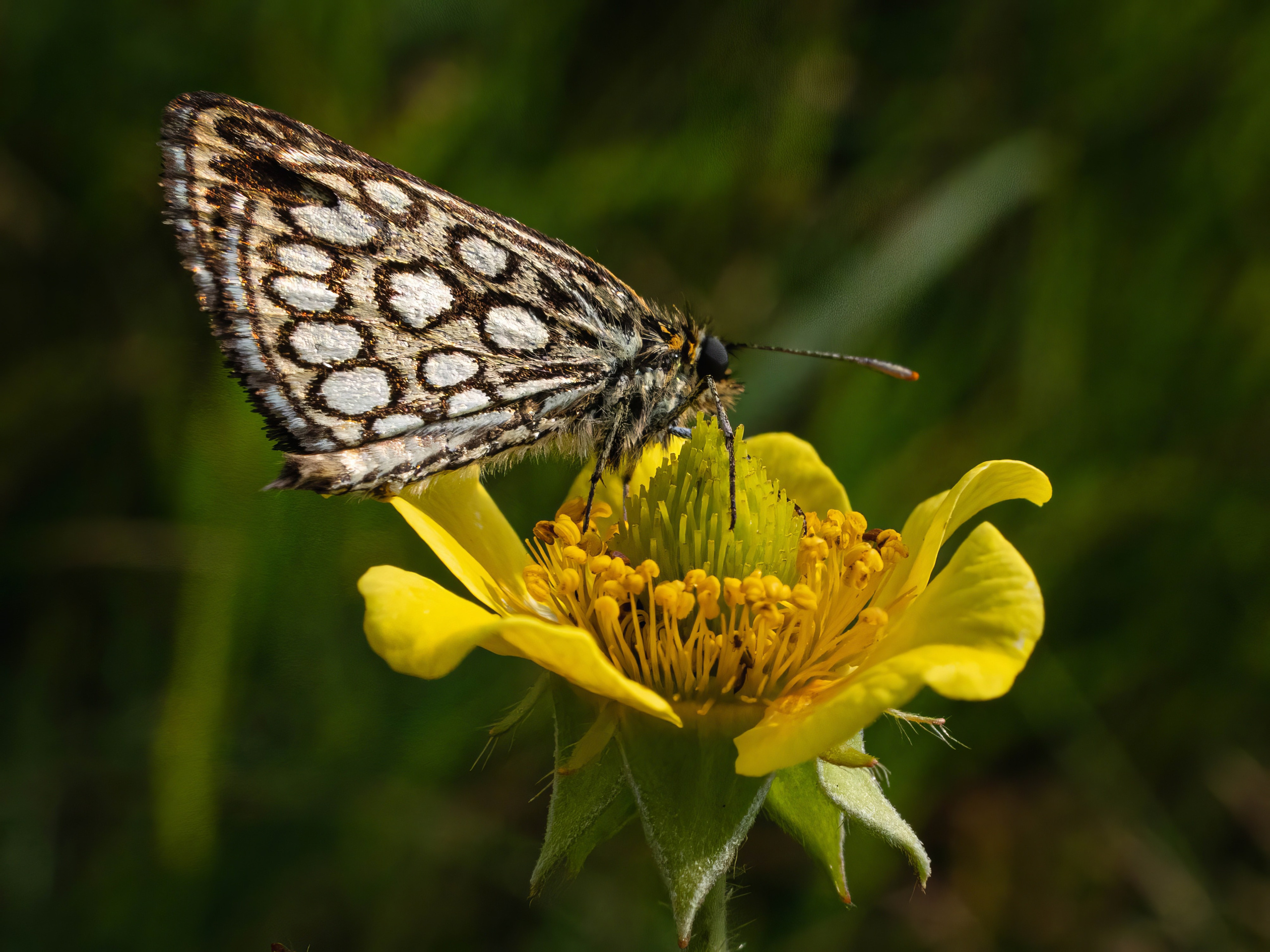 Портфолио. Фотограф и видеограф, видеомонтаж в Амурской области Игорь Иванов