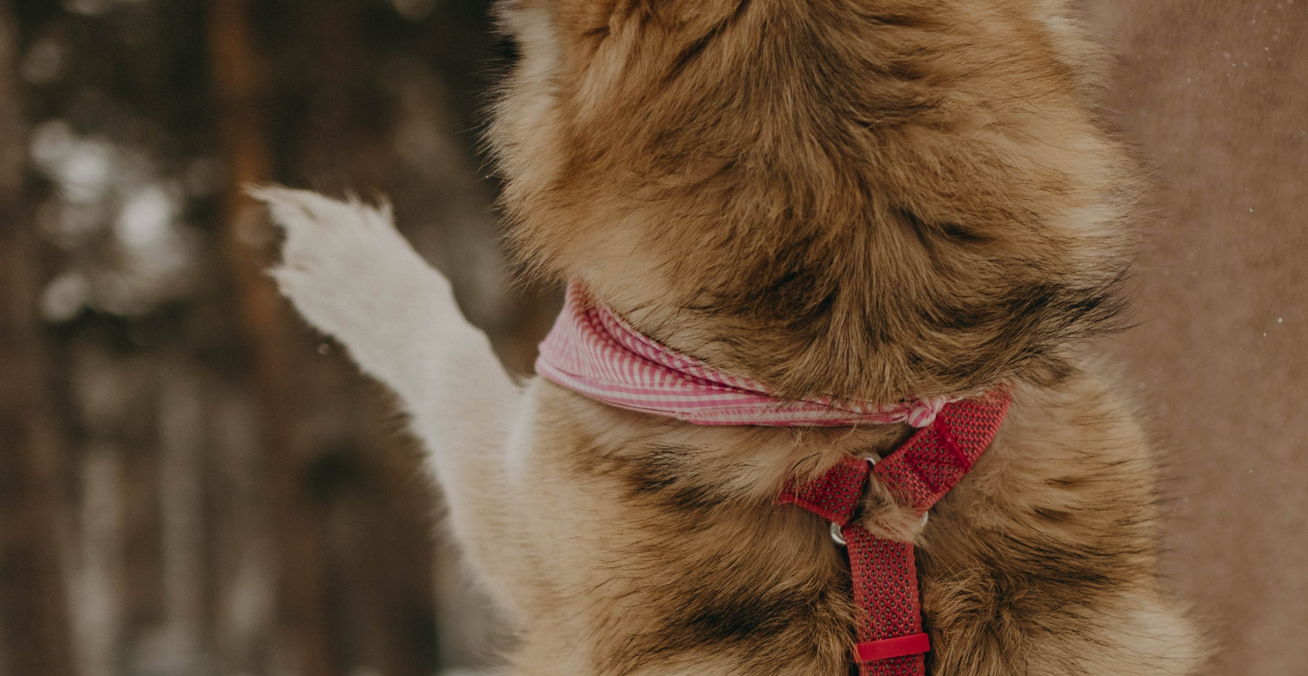 Варвара и Шелби. Фотограф-анималист в Екатеринбурге | Кристина