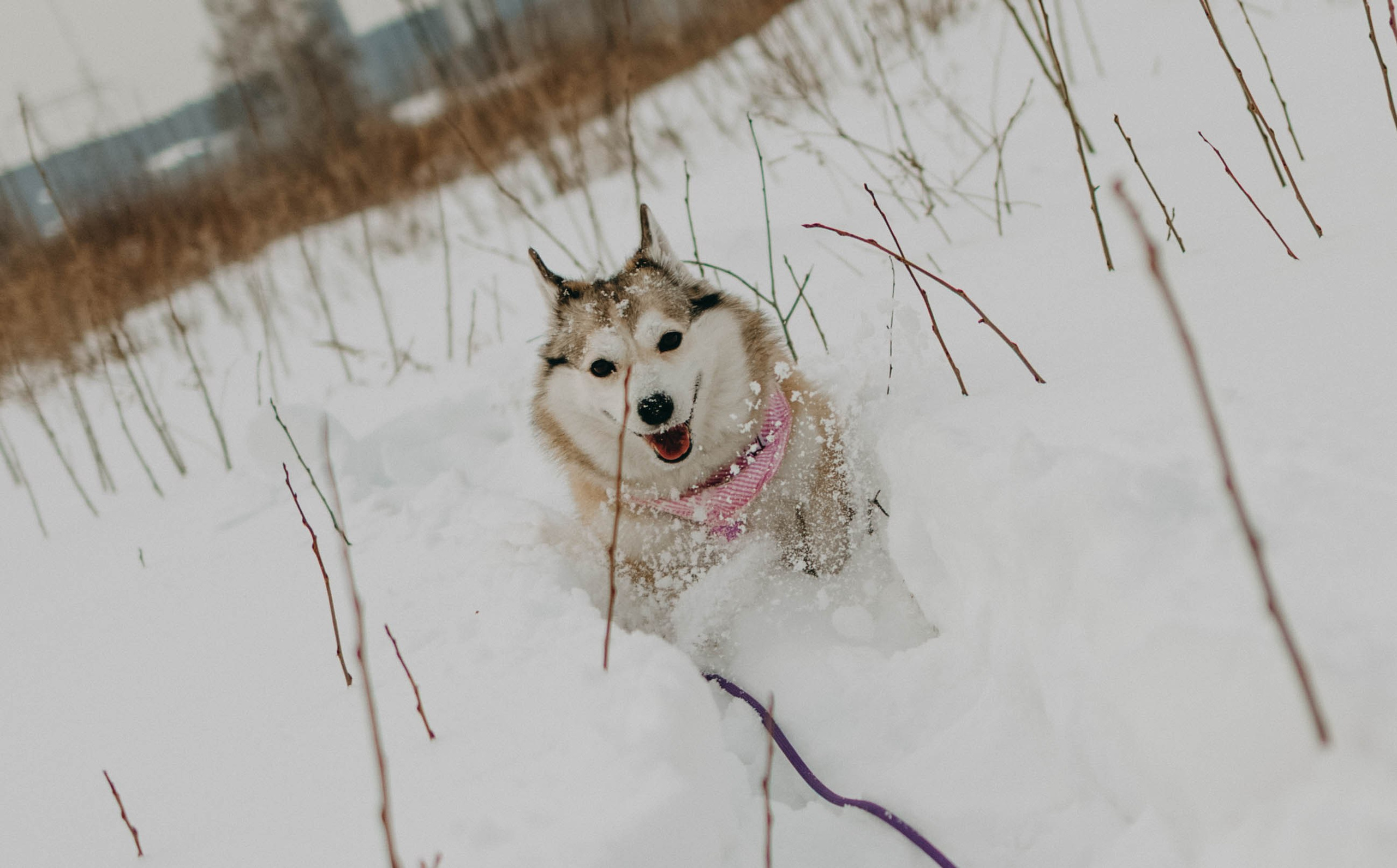 Варвара и Шелби. Фотограф-анималист в Екатеринбурге | Кристина