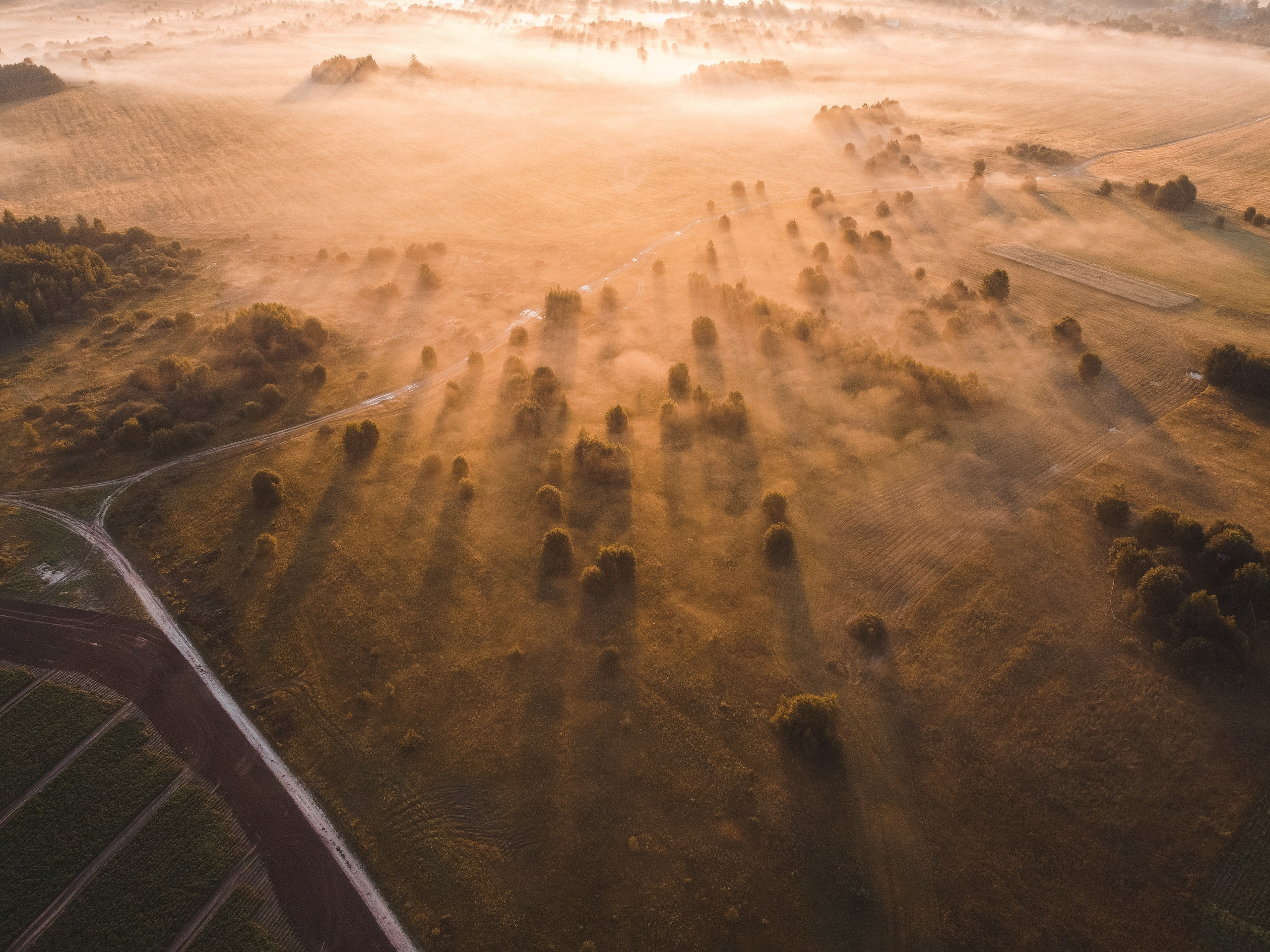 Поле, ранее утро, рассвет, туман