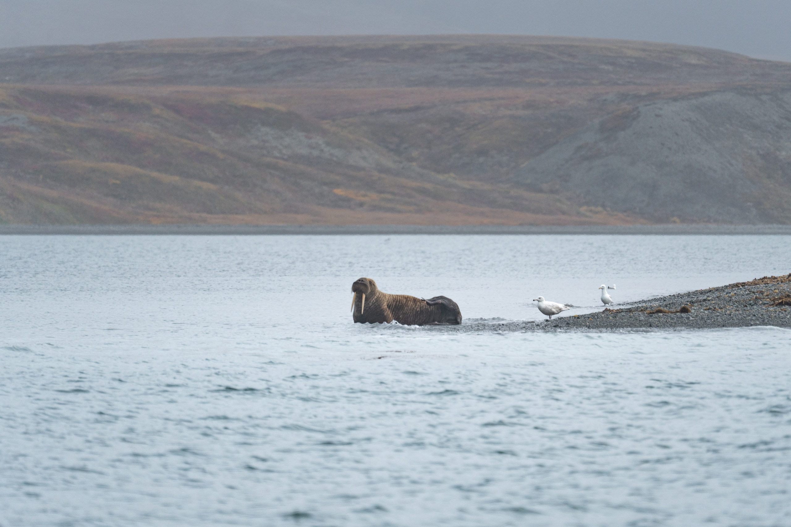 Чукотка. Gusarov Travel Photography