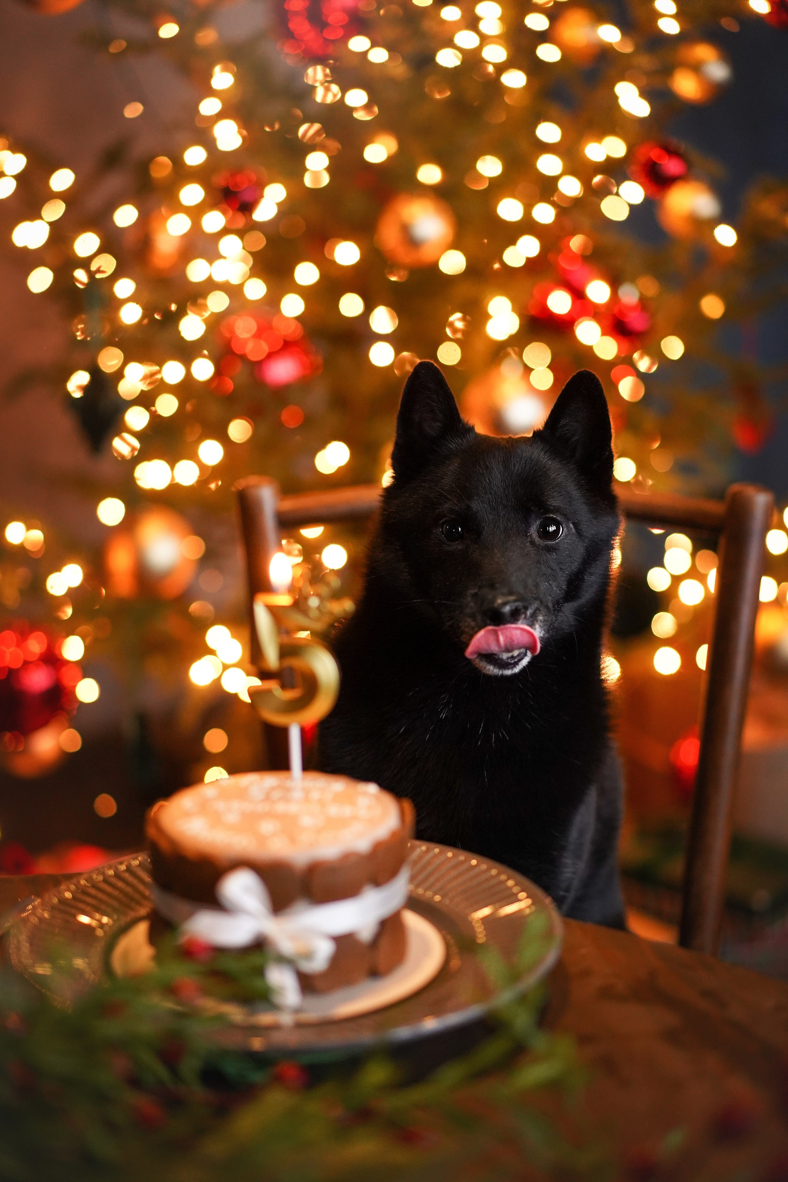 Арчи и Аня. Фотограф-анималист в Санкт-Петербурге Яна Мартынова