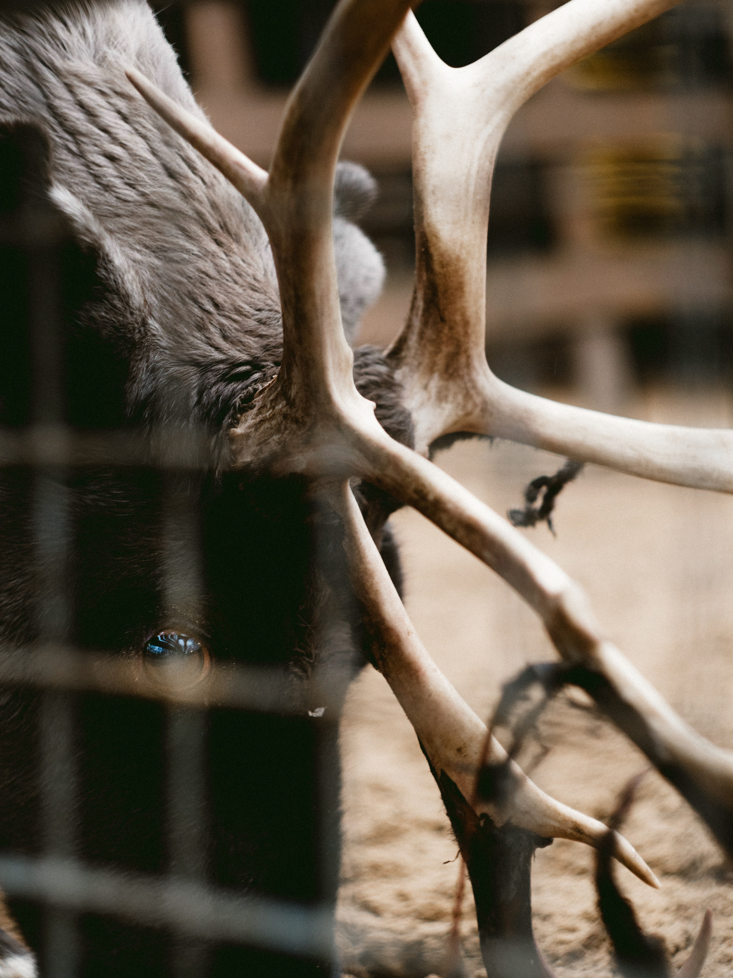 Елагин Остров. Портретный и репортажный фотограф в Санкт-Петербурге Смоляков Максим