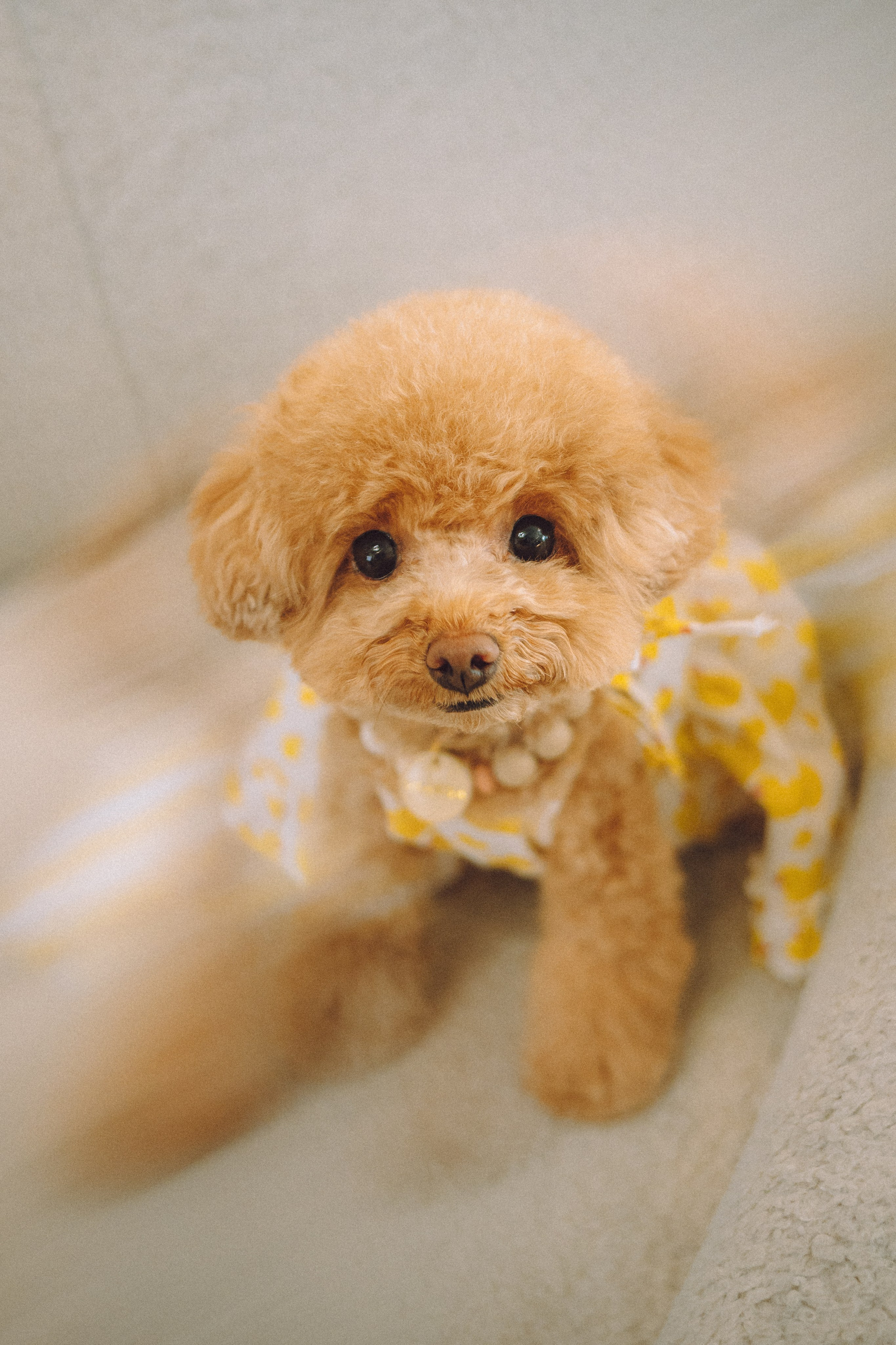 День Рождения пуделя Глаши