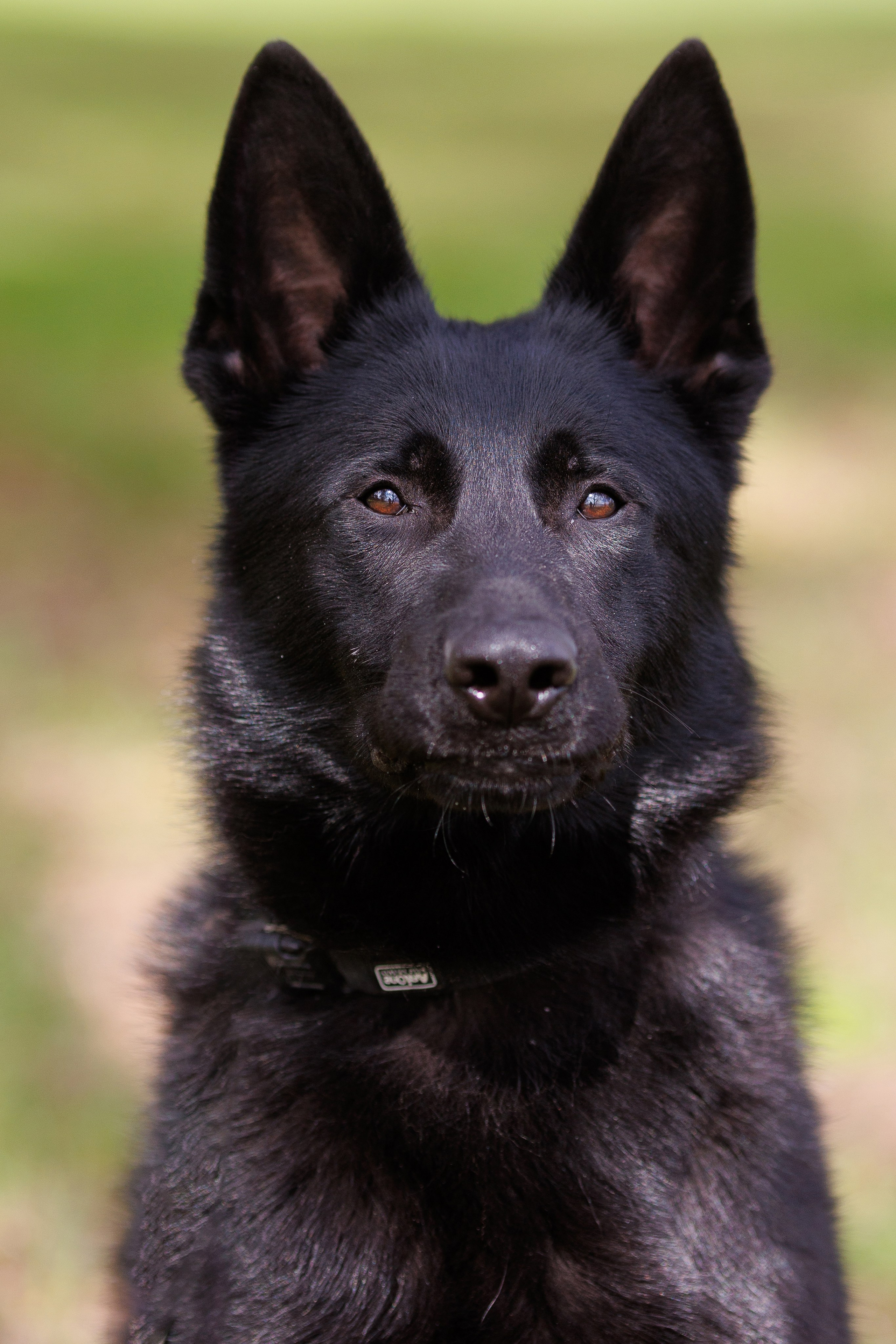 Фотосъемка собак для питомника немецких овчарок. Репортажный фотограф Борис Геер