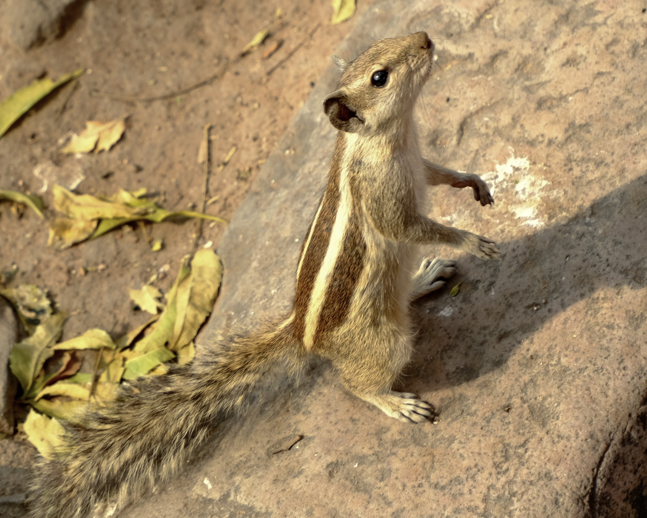 Дели: Рынок и Трущобы. Фотографии из путешествий