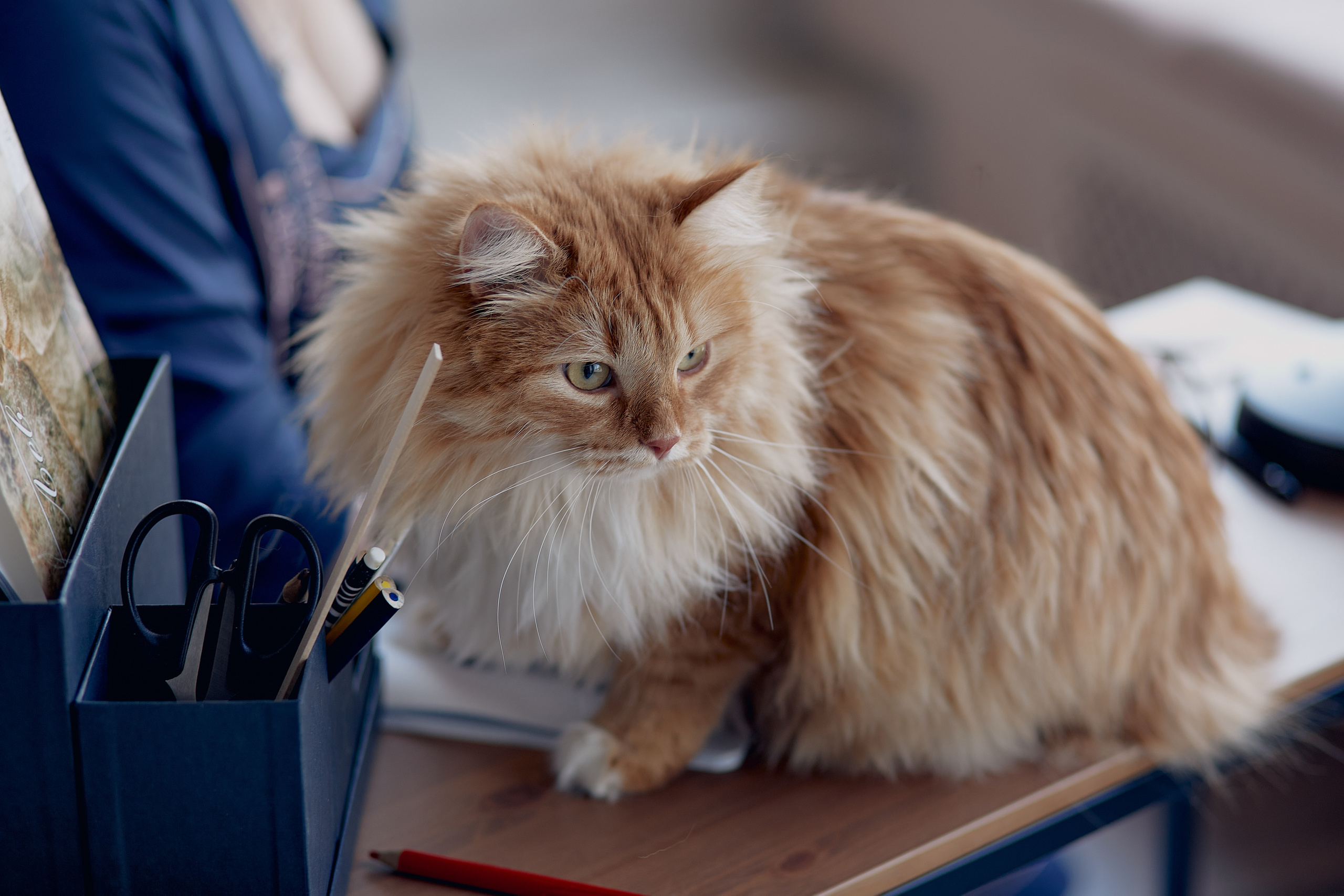 Пушистая фотосессия :). Свадебный и семейный фотограф Алексей Сафонов