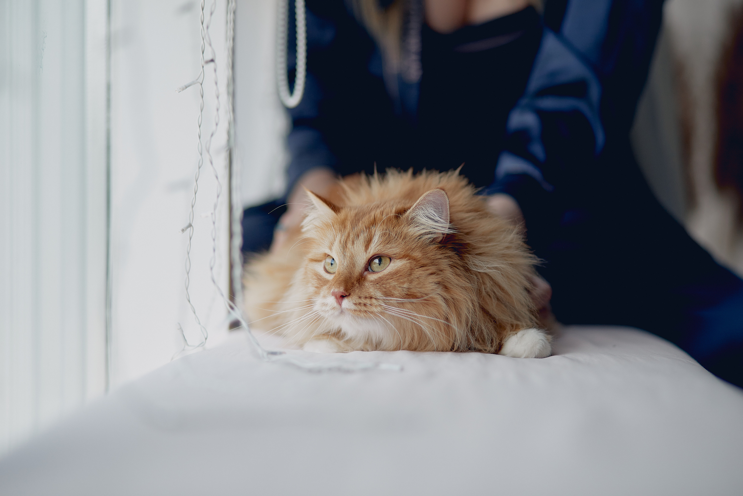 Пушистая фотосессия :). Свадебный и семейный фотограф Алексей Сафонов