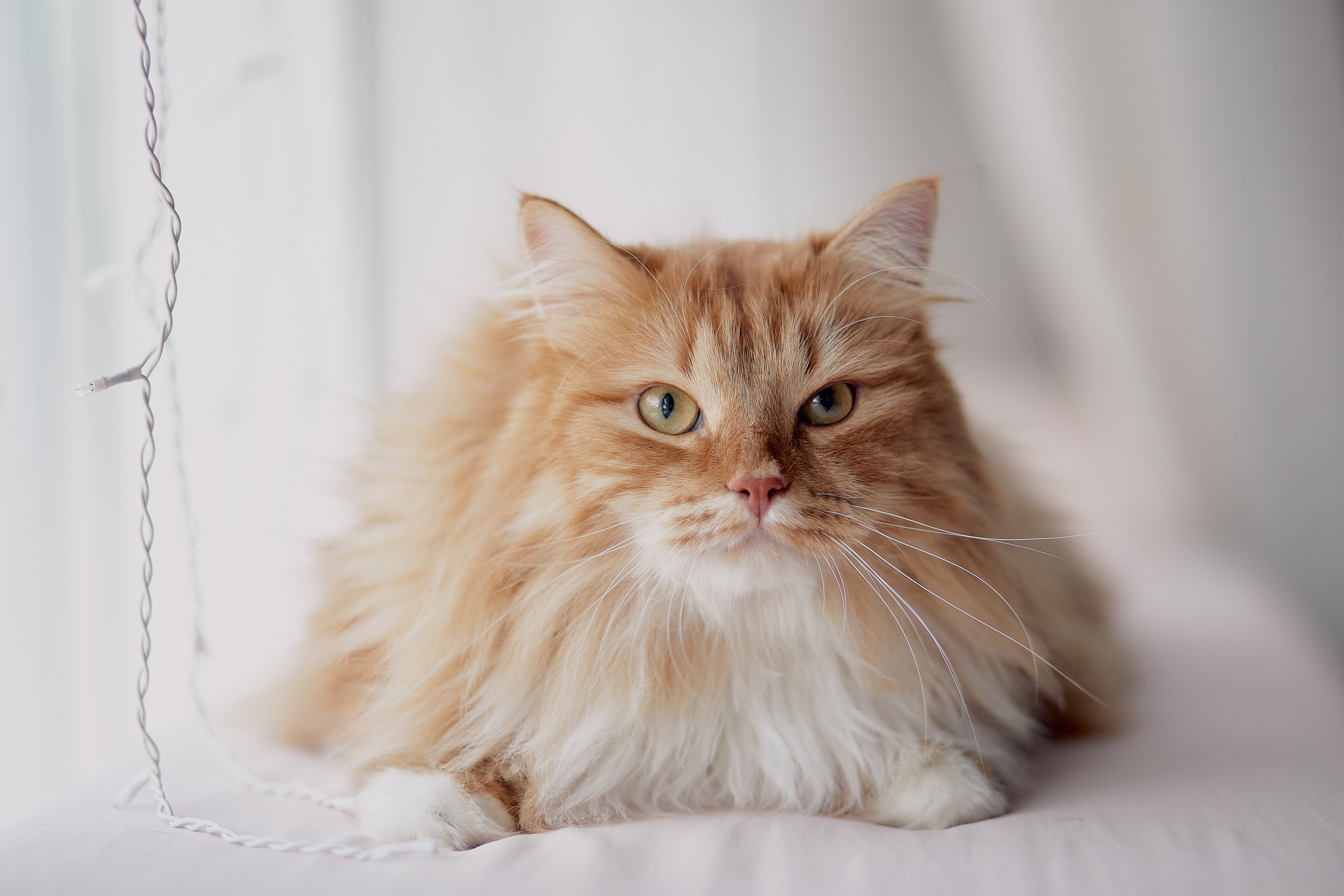 Пушистая фотосессия :). Свадебный и семейный фотограф Алексей Сафонов