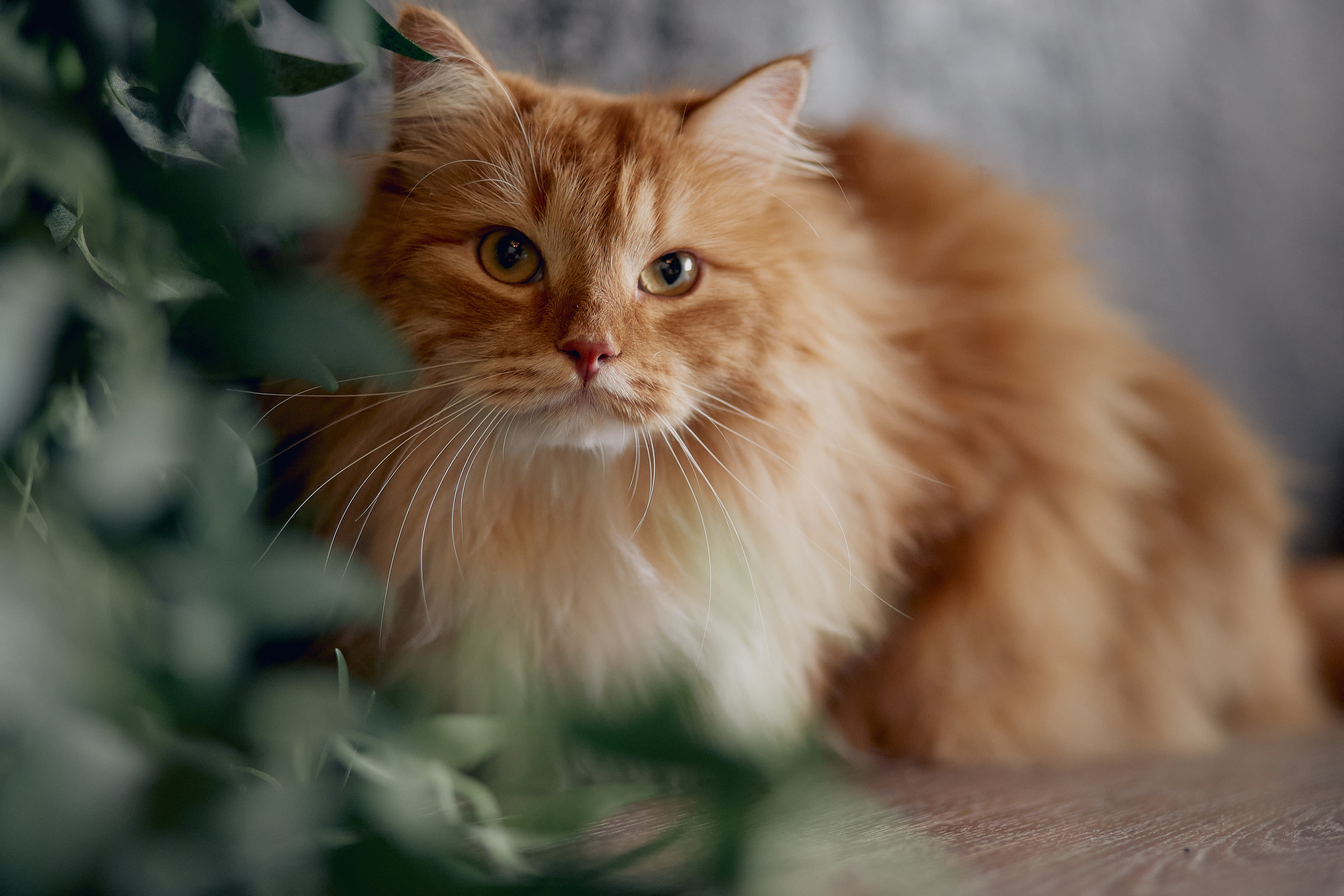 Пушистая фотосессия :). Свадебный и семейный фотограф Алексей Сафонов