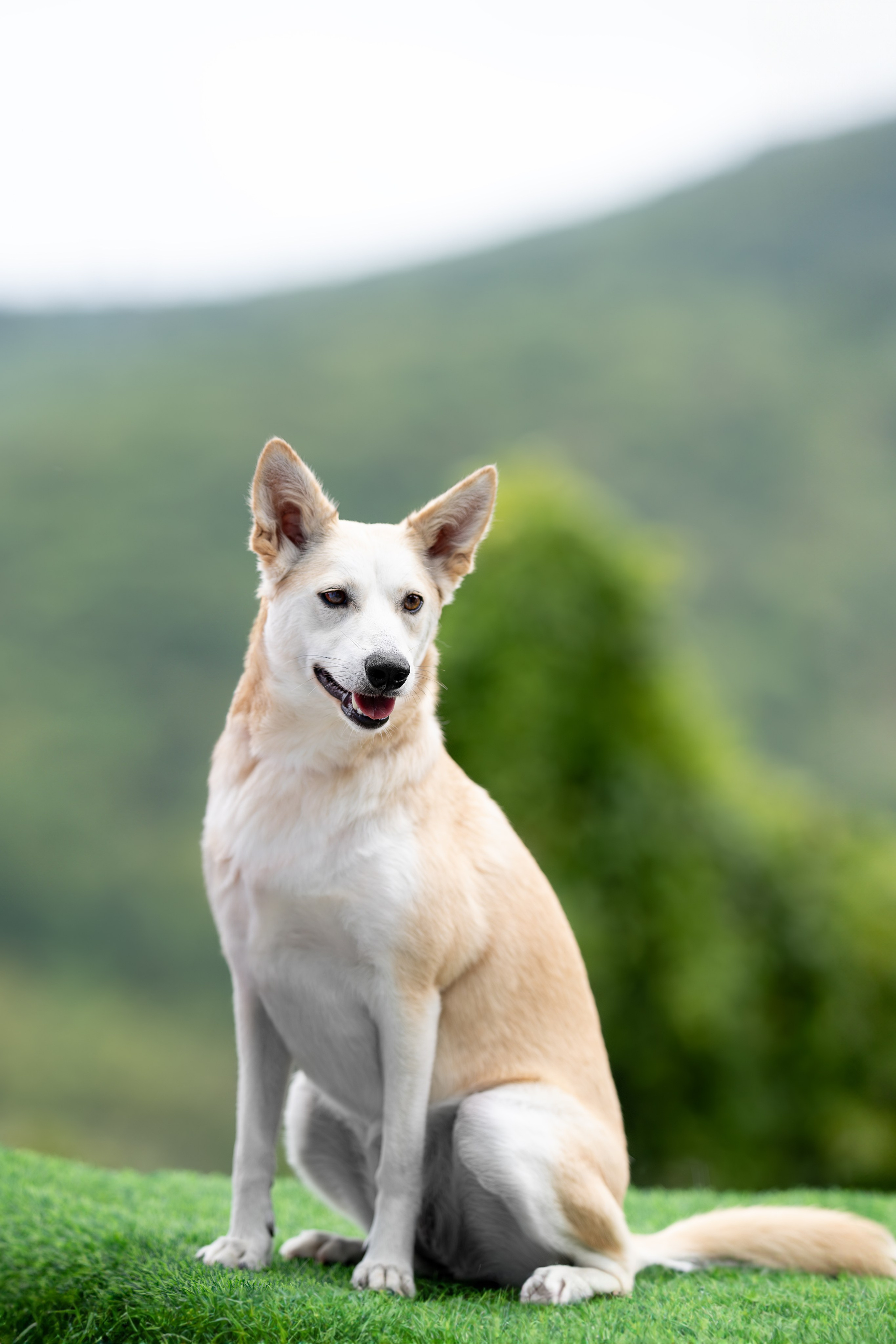 Мини-приют «Возрождение». Ирина Голомб|Фотограф-анималист в  Сочи и Калининграде
