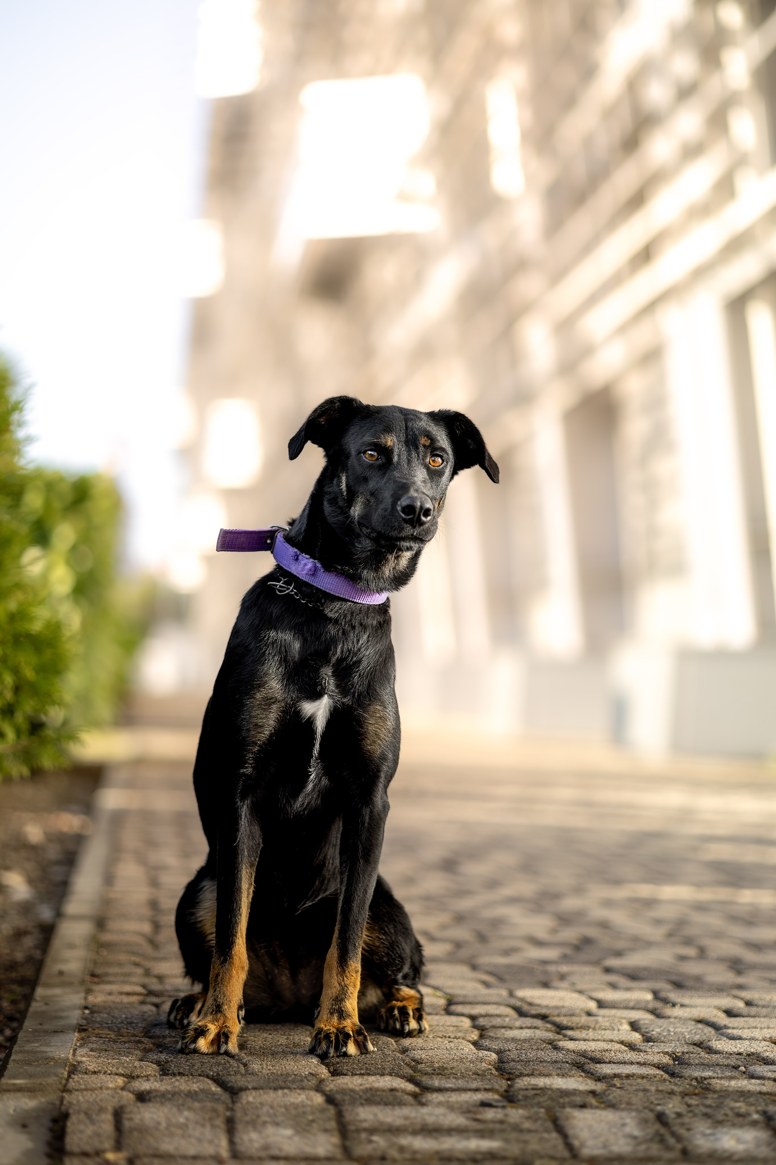 Кураторские питомцы Сириус. Ирина Голомб|Фотограф-анималист в  Сочи и Калининграде